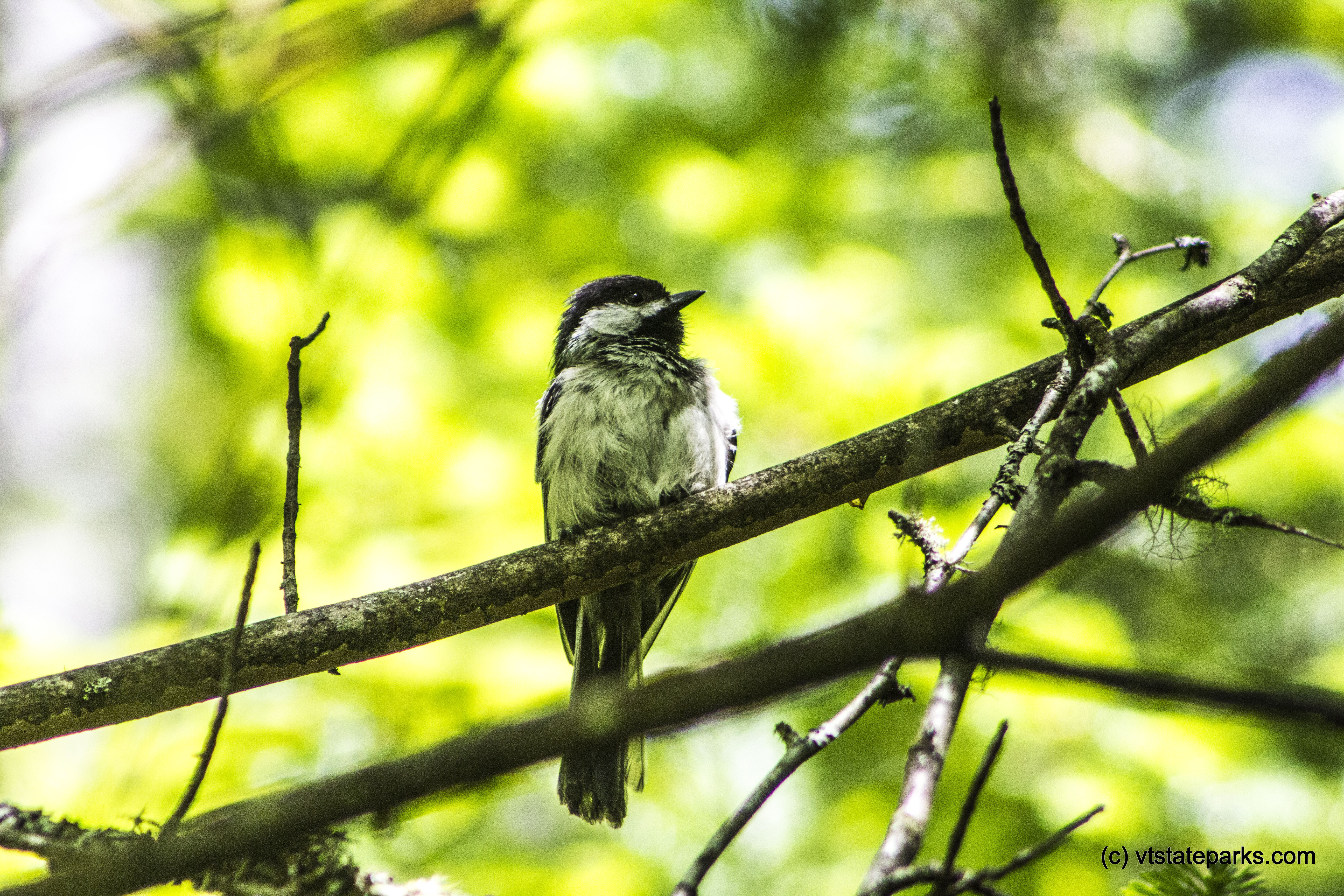 Cute little bird at Brighton State Park by Kristen Jensen