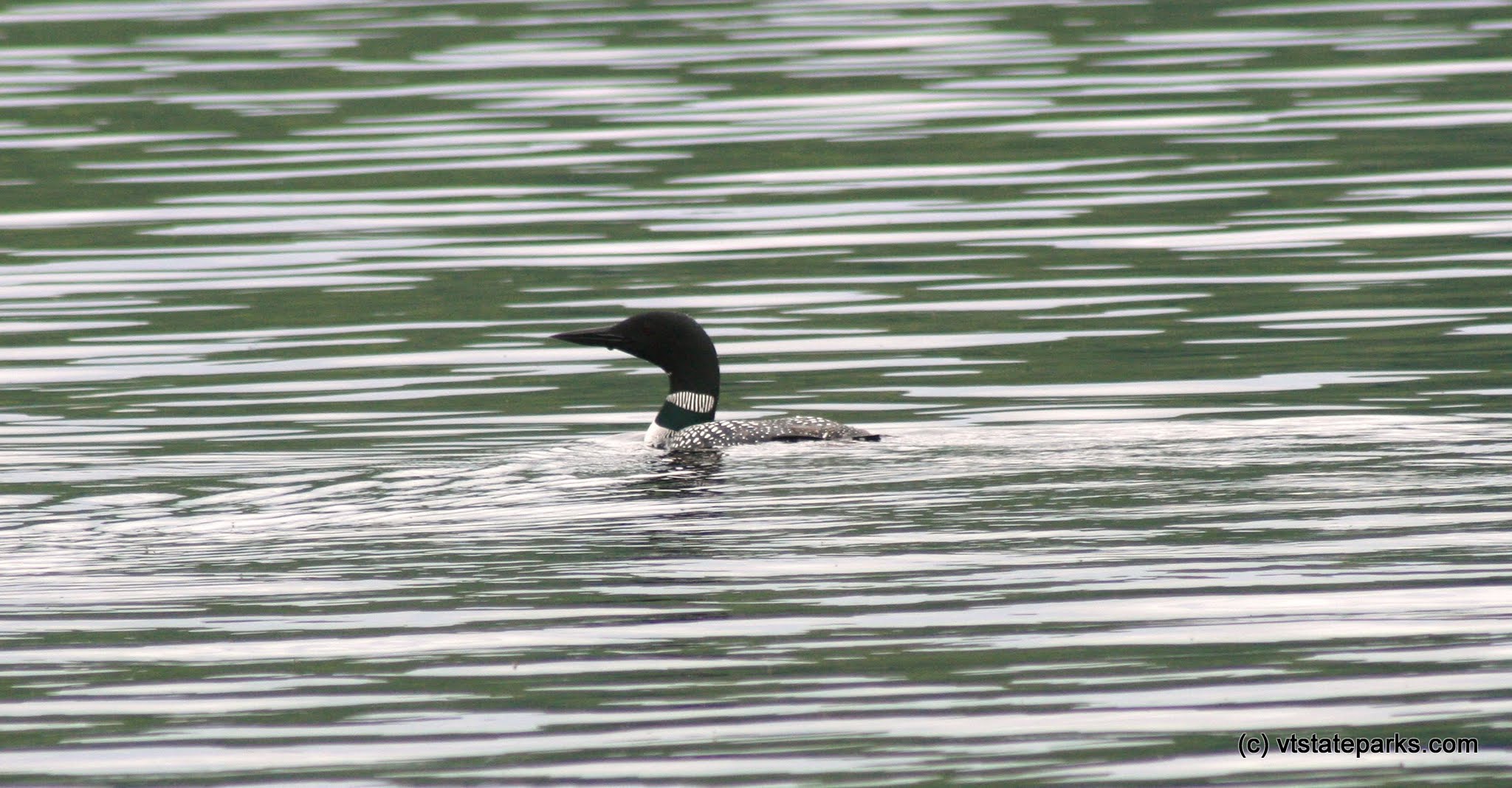 Loons are very common to see at Boulder Beach State Park