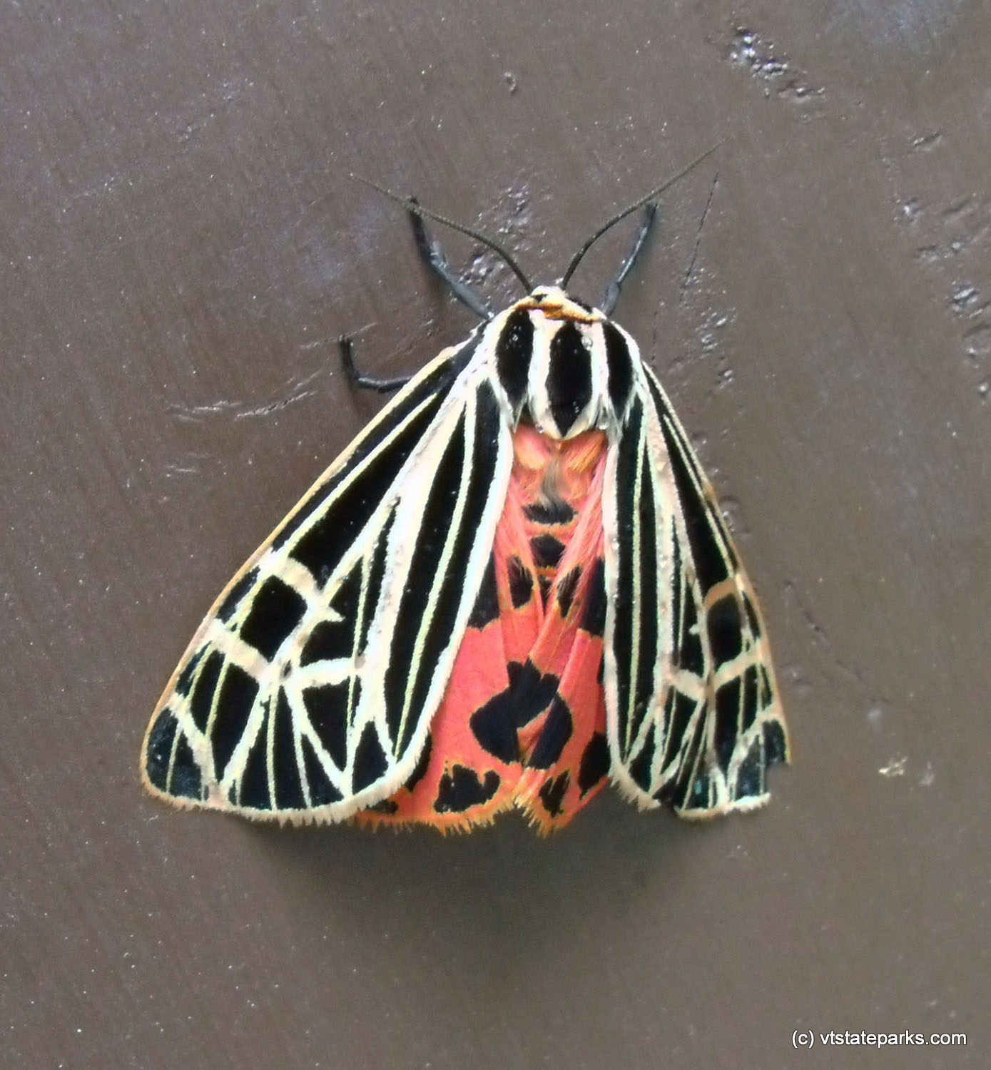 White, black & red moth at Mt. Ascutney State Park by Sharon Krampitz