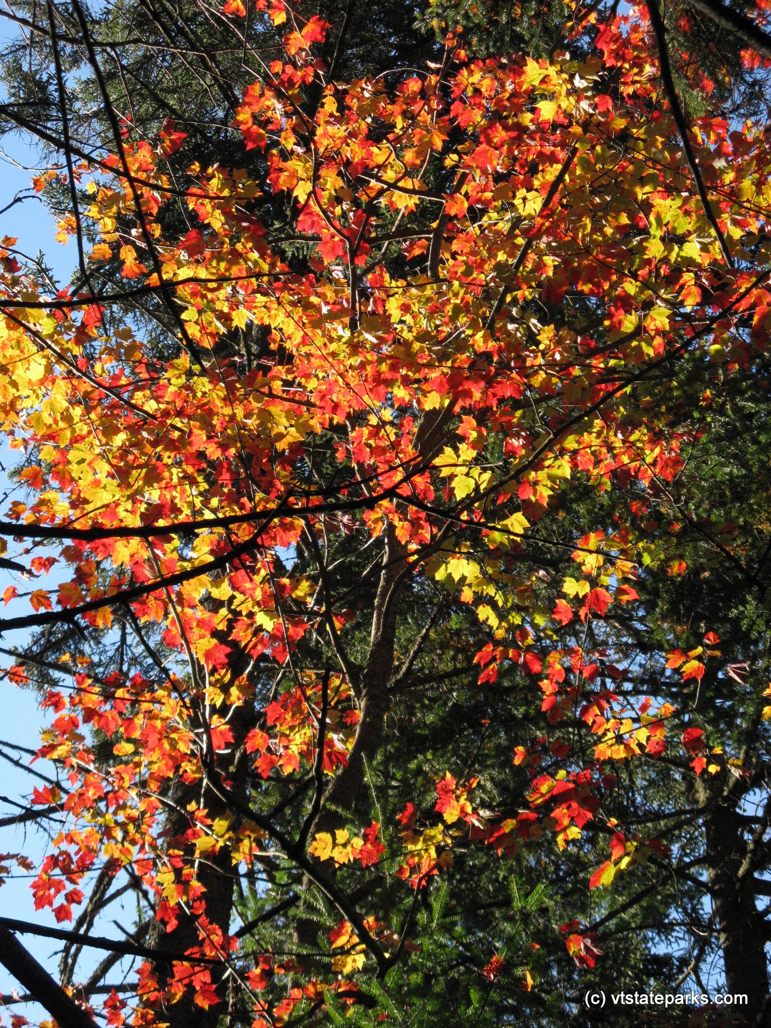 Fall leaves at New Discovery State Park by Debbie Thomas