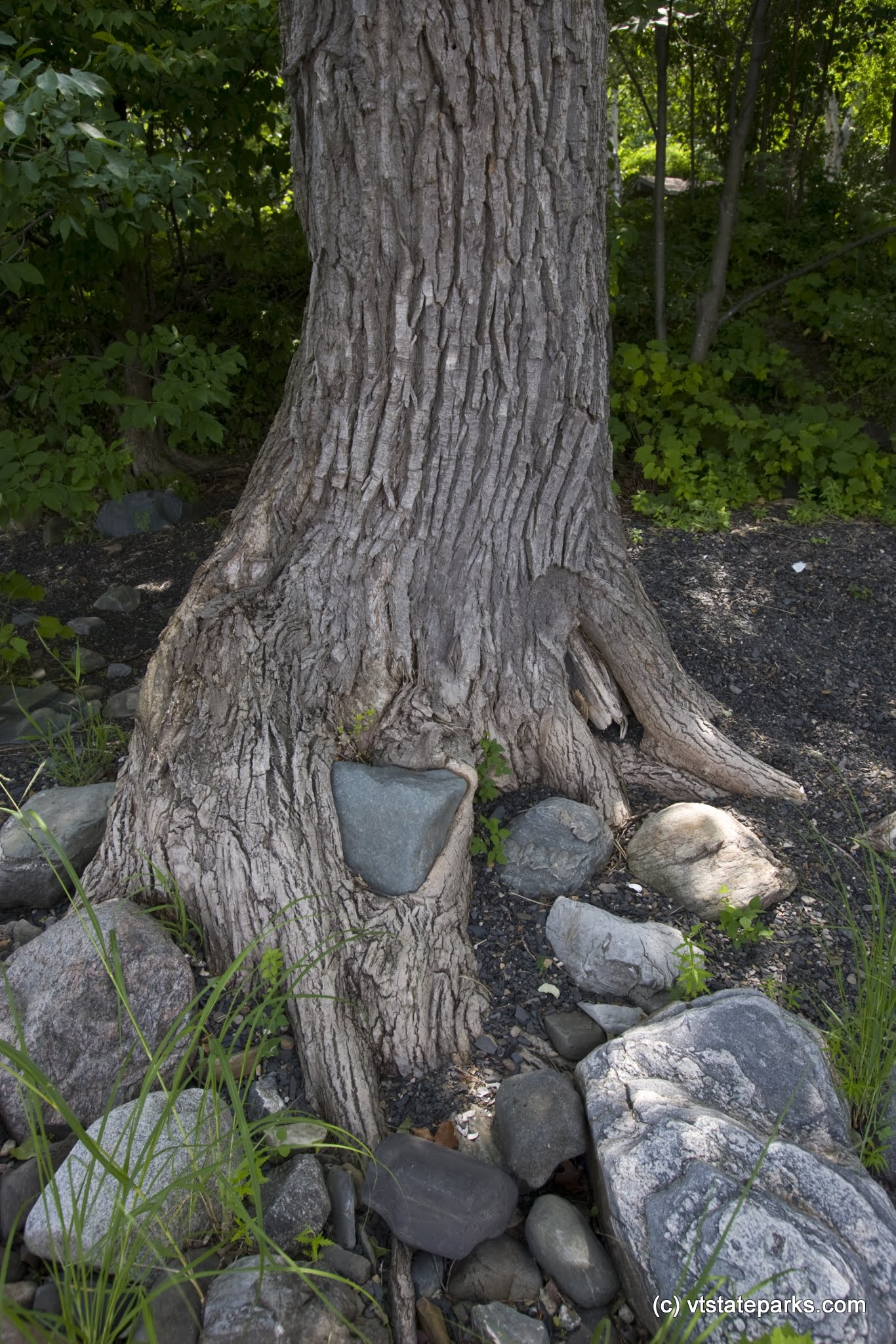 For use in self-promotional materials for Vermont State Parks.