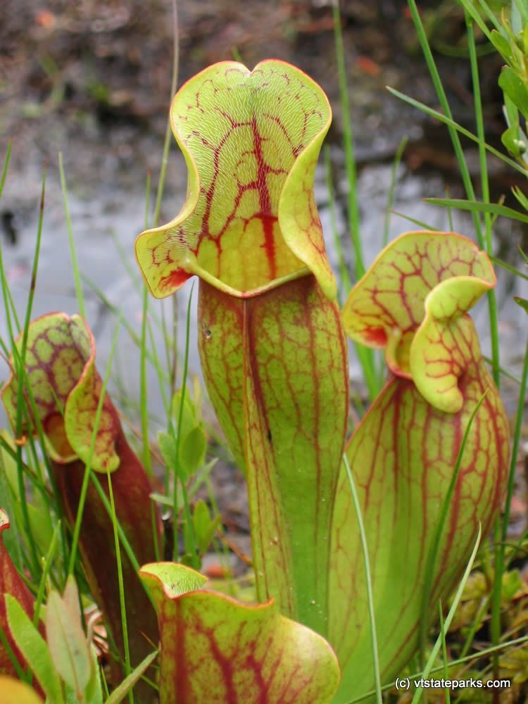 From Nancy Beauregard: Pitcher Plant at Lowell Lake