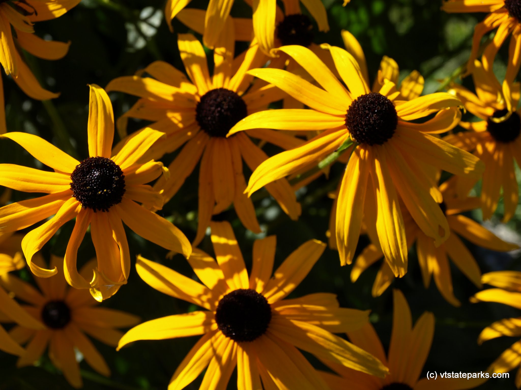 Close up of Black Eyed Susans at Elmore State Park by Matt Parsons