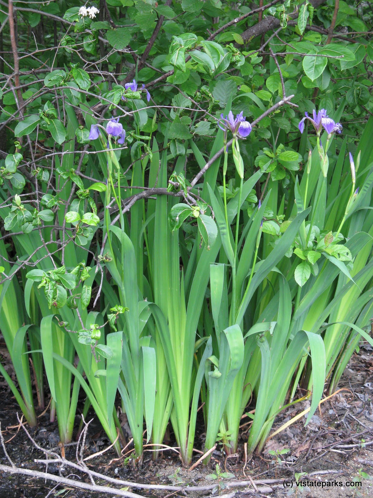Blue flag iris at Brighton State Park by Debbie Thomas