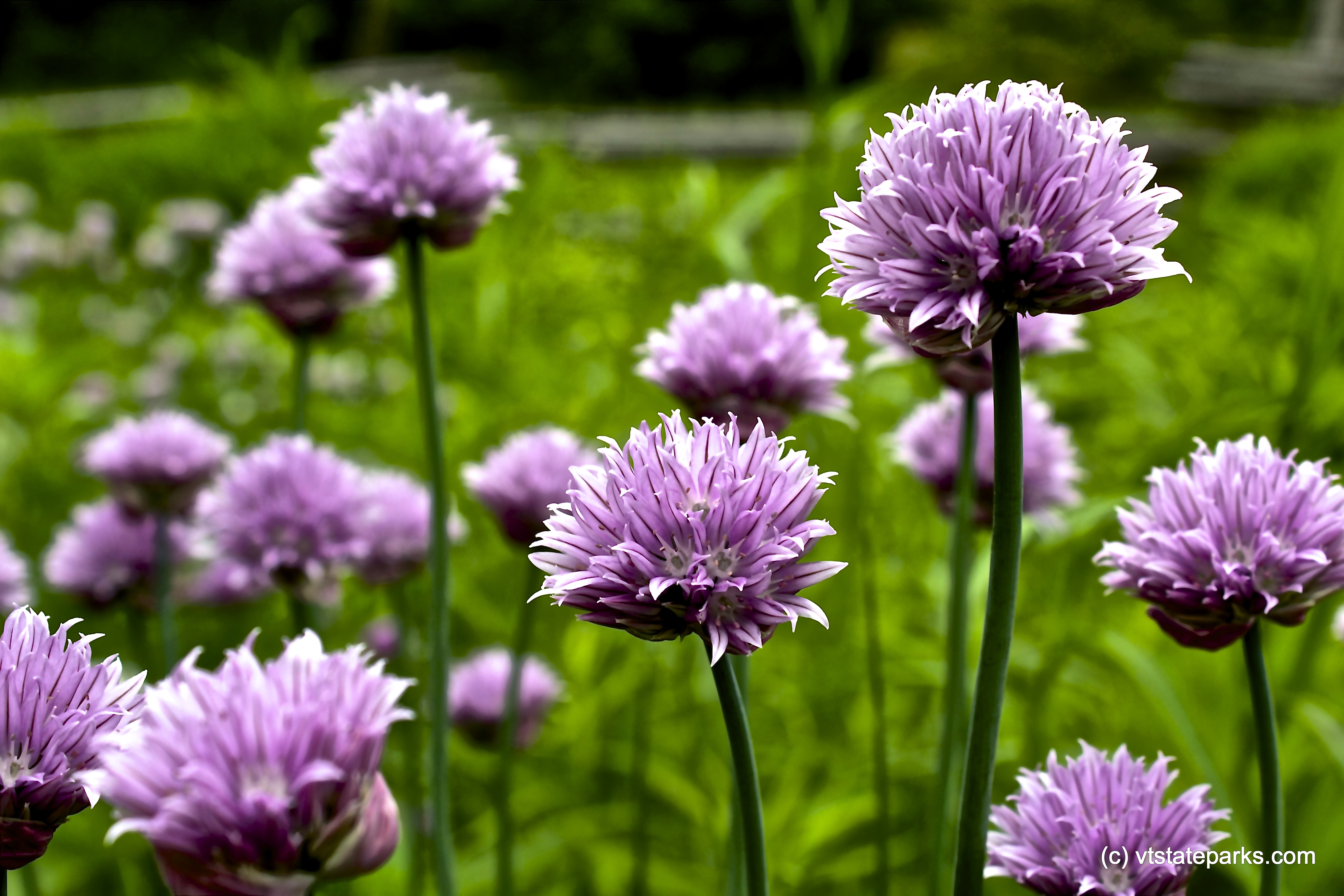 Beautiful purple flowers at Grand Isle State Park by Kristen Jensen