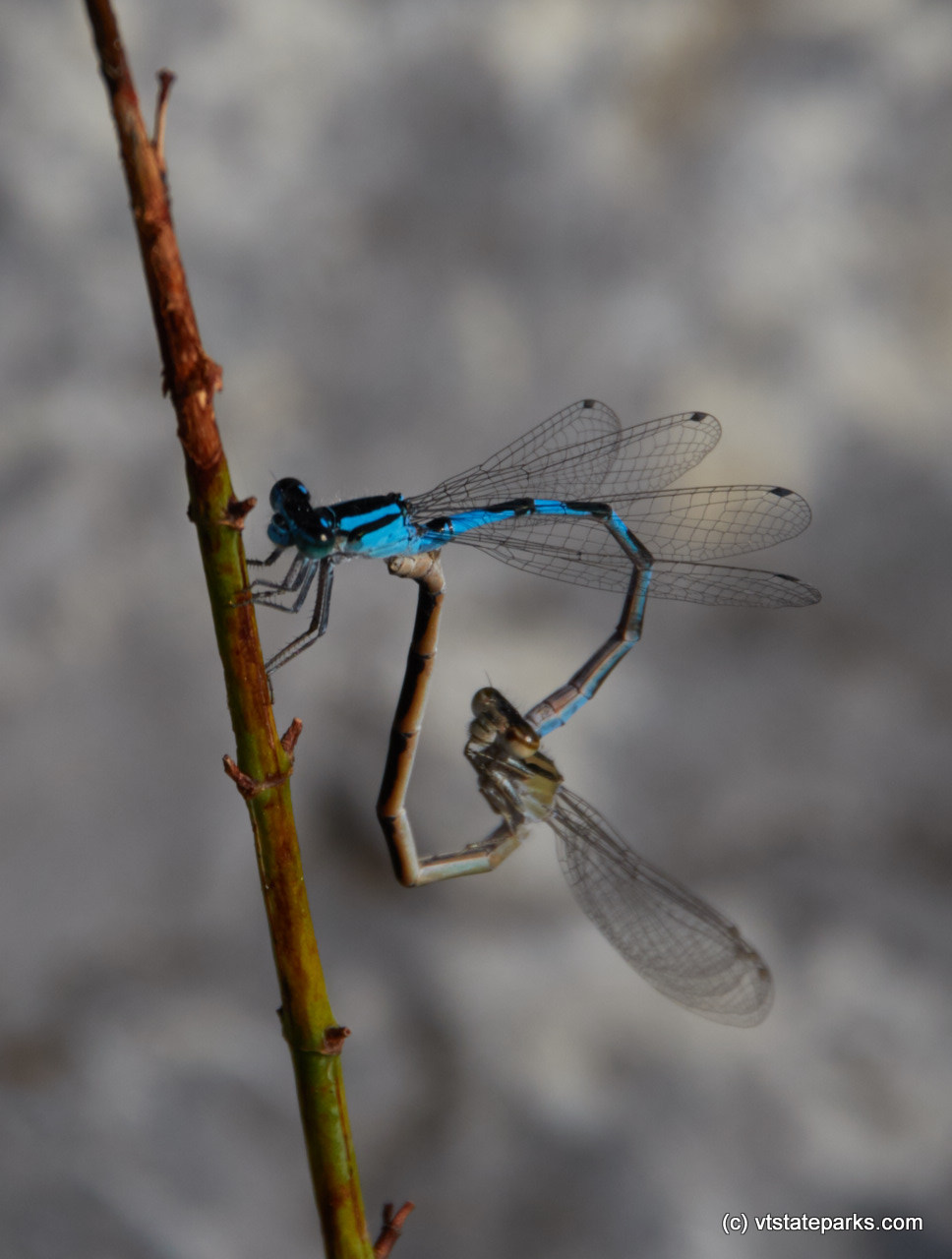 Brilliant colored dragonfly found at Button Bay State Park by Mike Conley