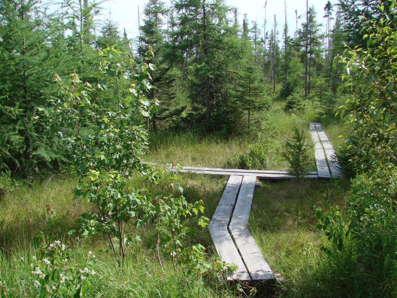 Bog trail at Lake Carmi State park by Sara Hayes