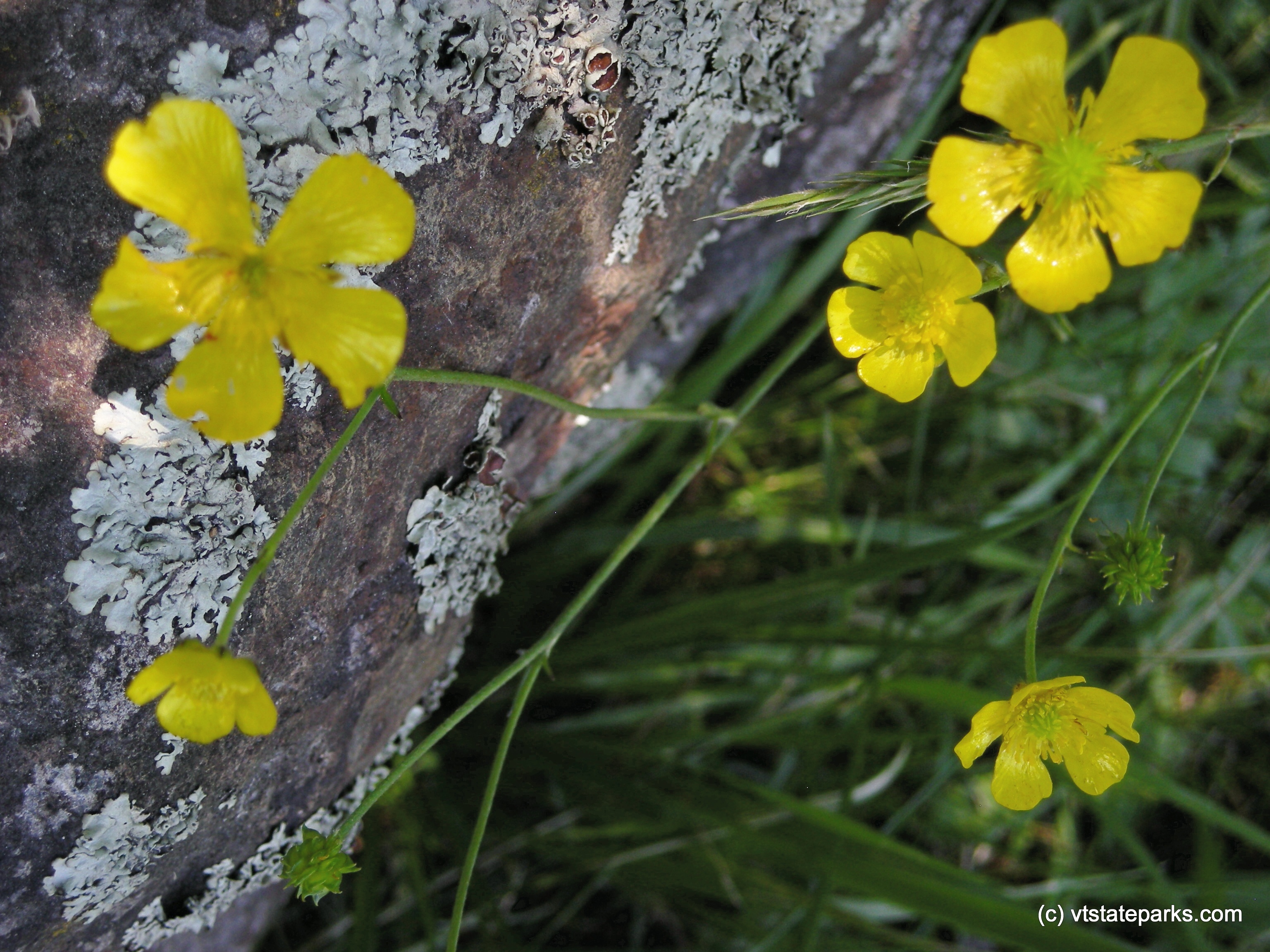 Natural landscape at Elmore State Park by William Murphy