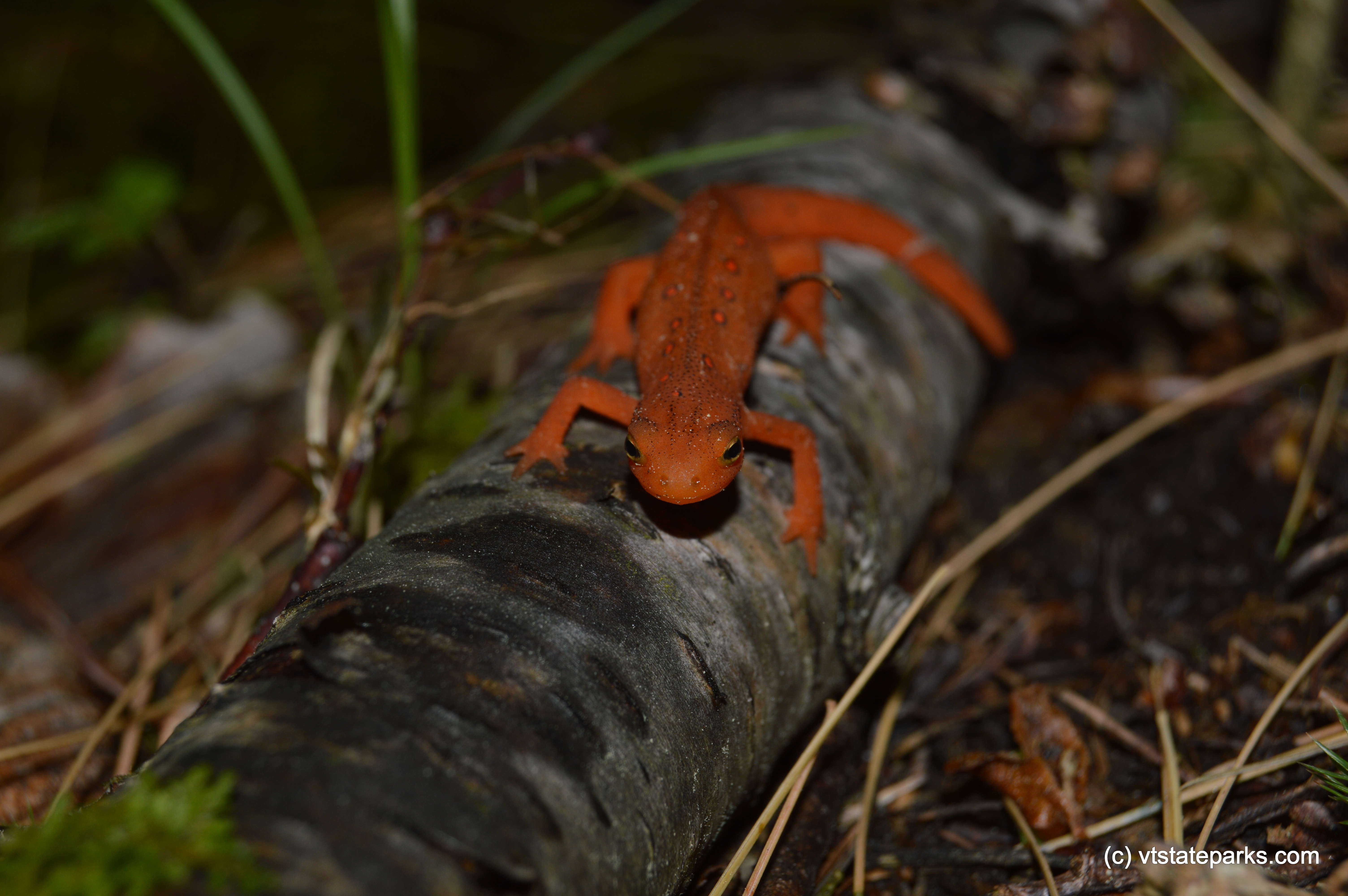 Eastern newt resting on log at Emerald Lake State Park by Erica Sue Smith