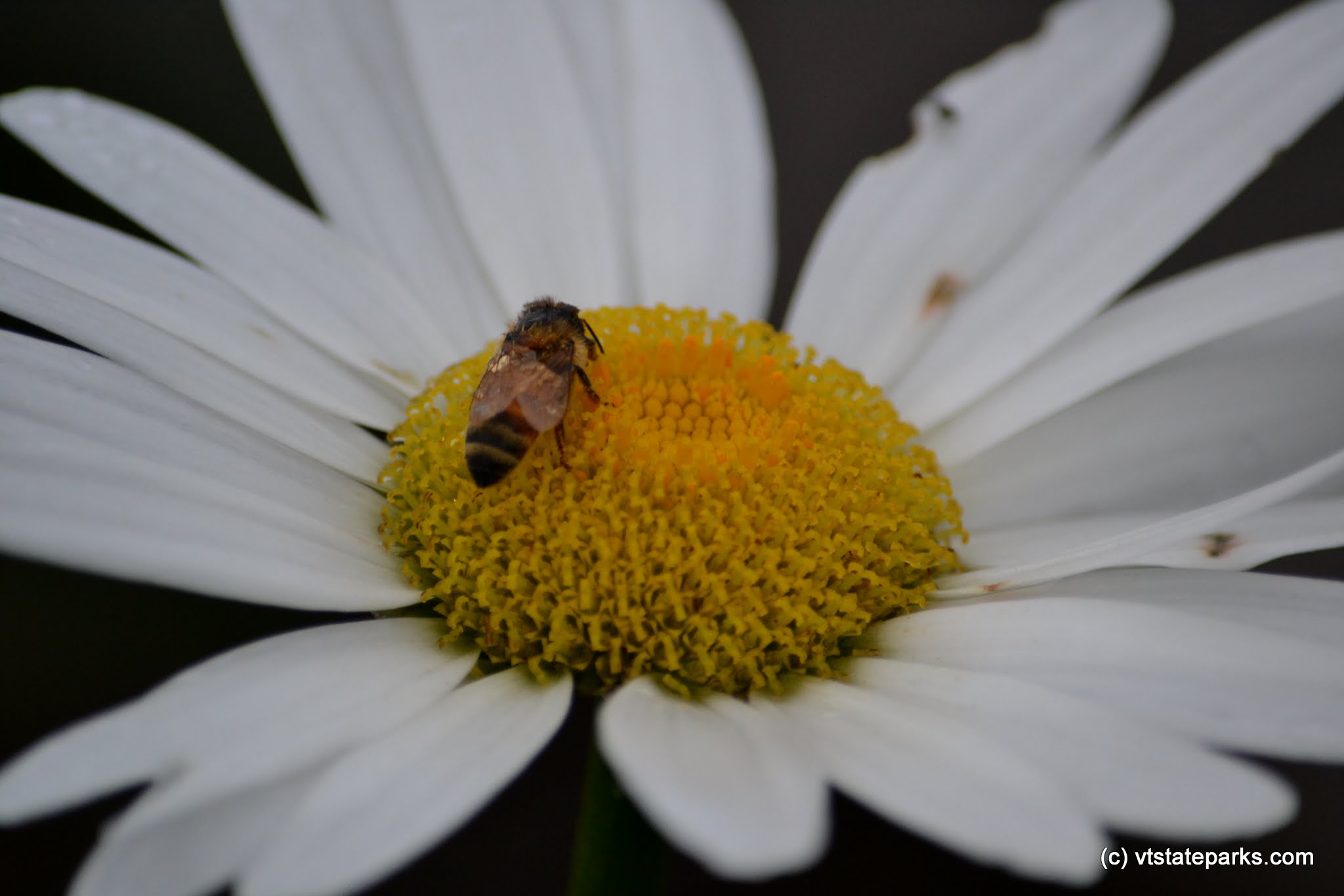 Close up of daisy at Waterbury Center State Park by Alexanddra Martin
