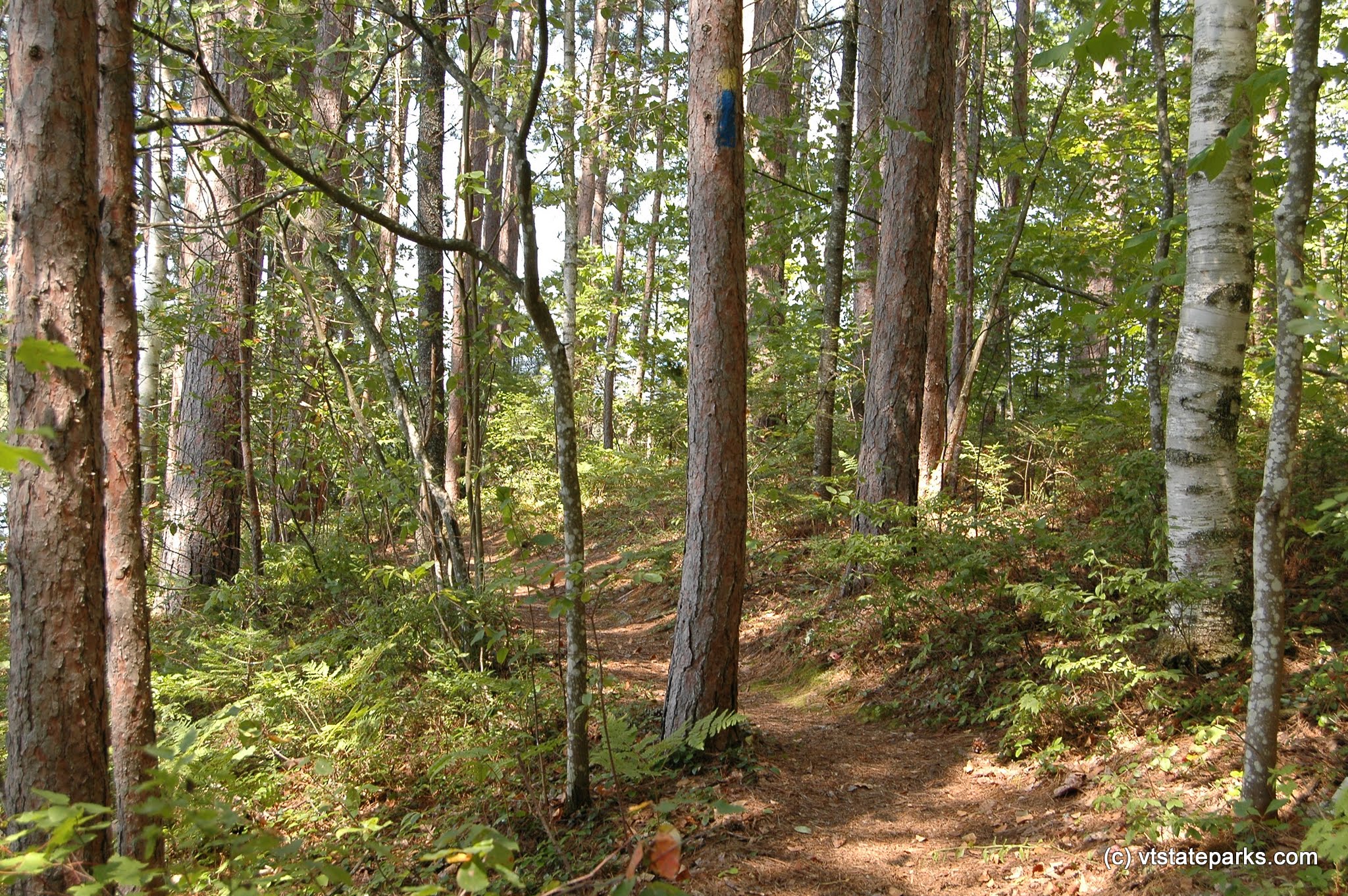 Sunlight on a trail at Brighton State Park