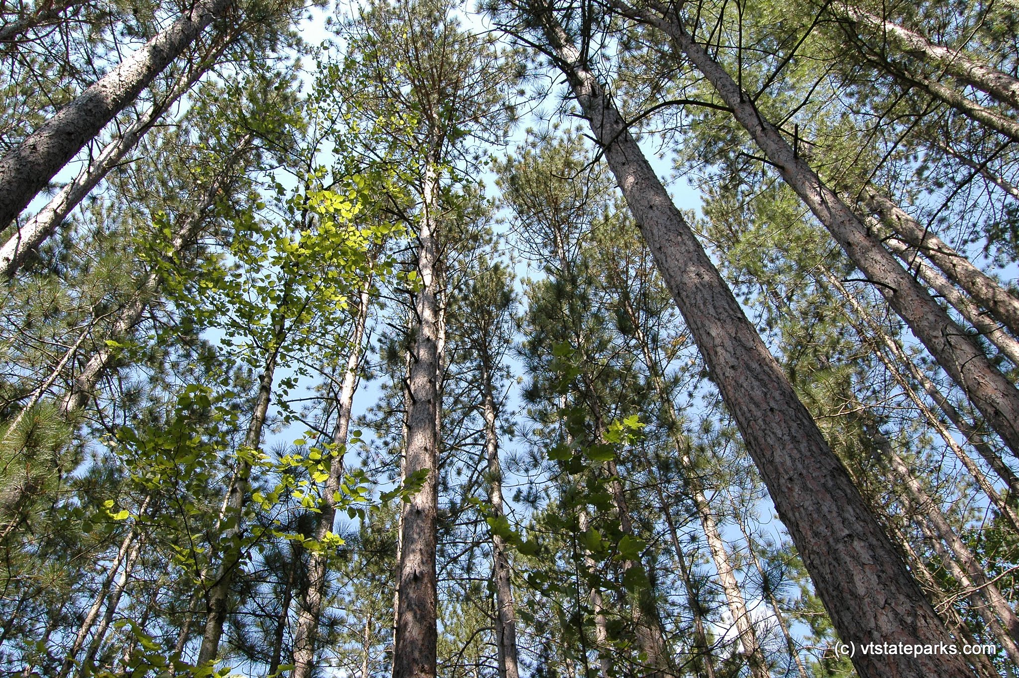 Magnificent forest at Brighton State Park