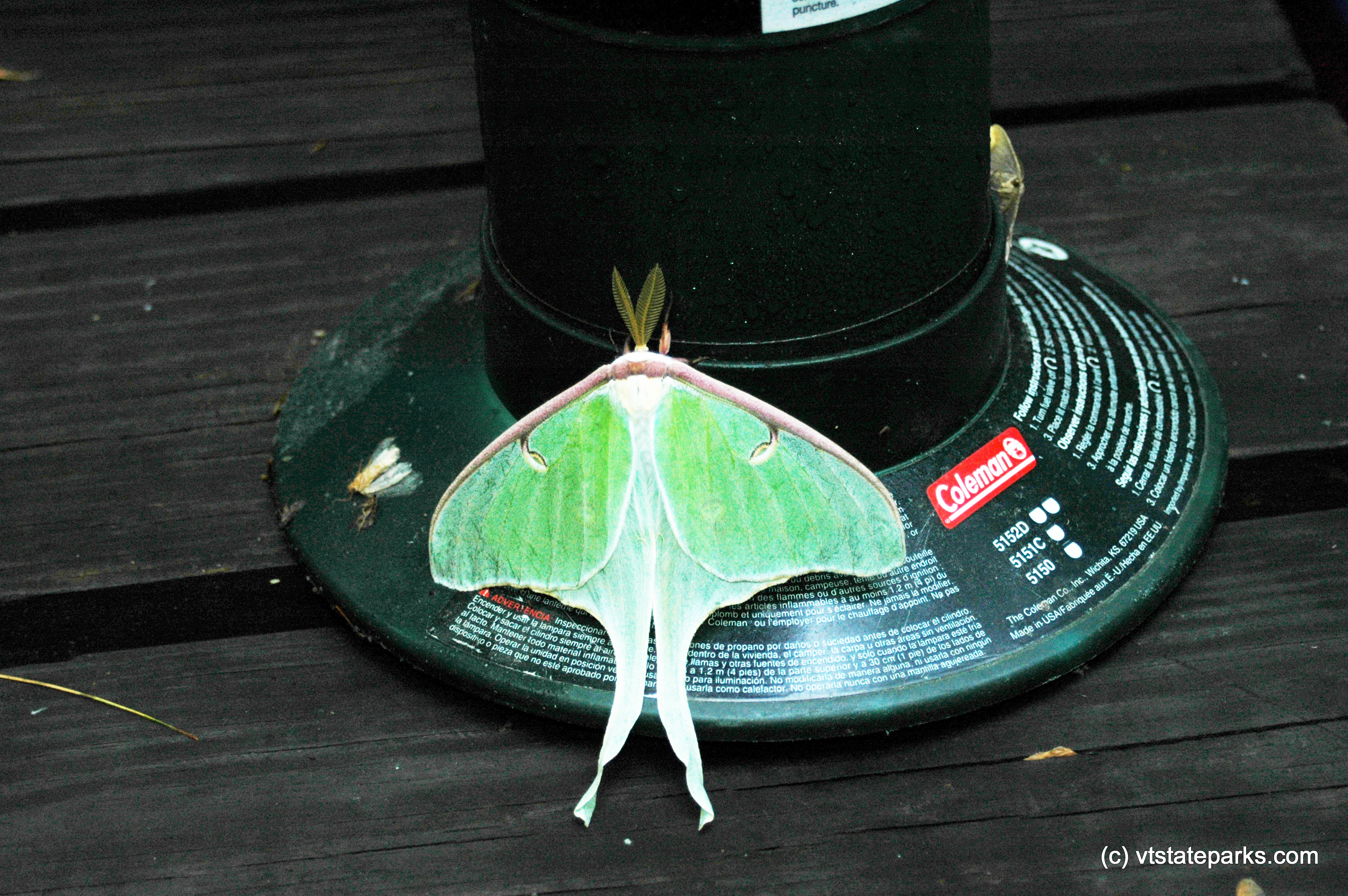 A luna moth at Brighton State Park