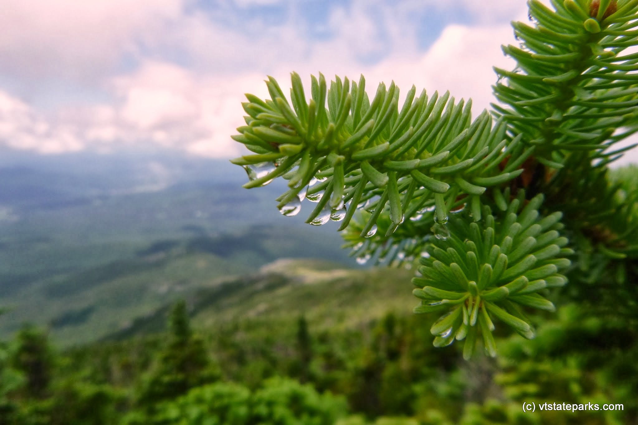 Pine needles dripping with dew at Underhill State Park