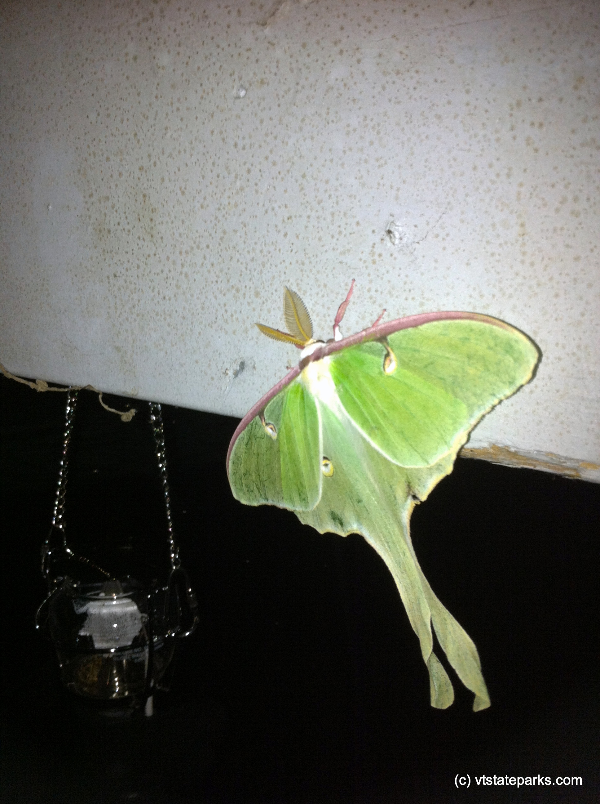 Luna moth at Emerald Lake State Park by Justin Lajoie