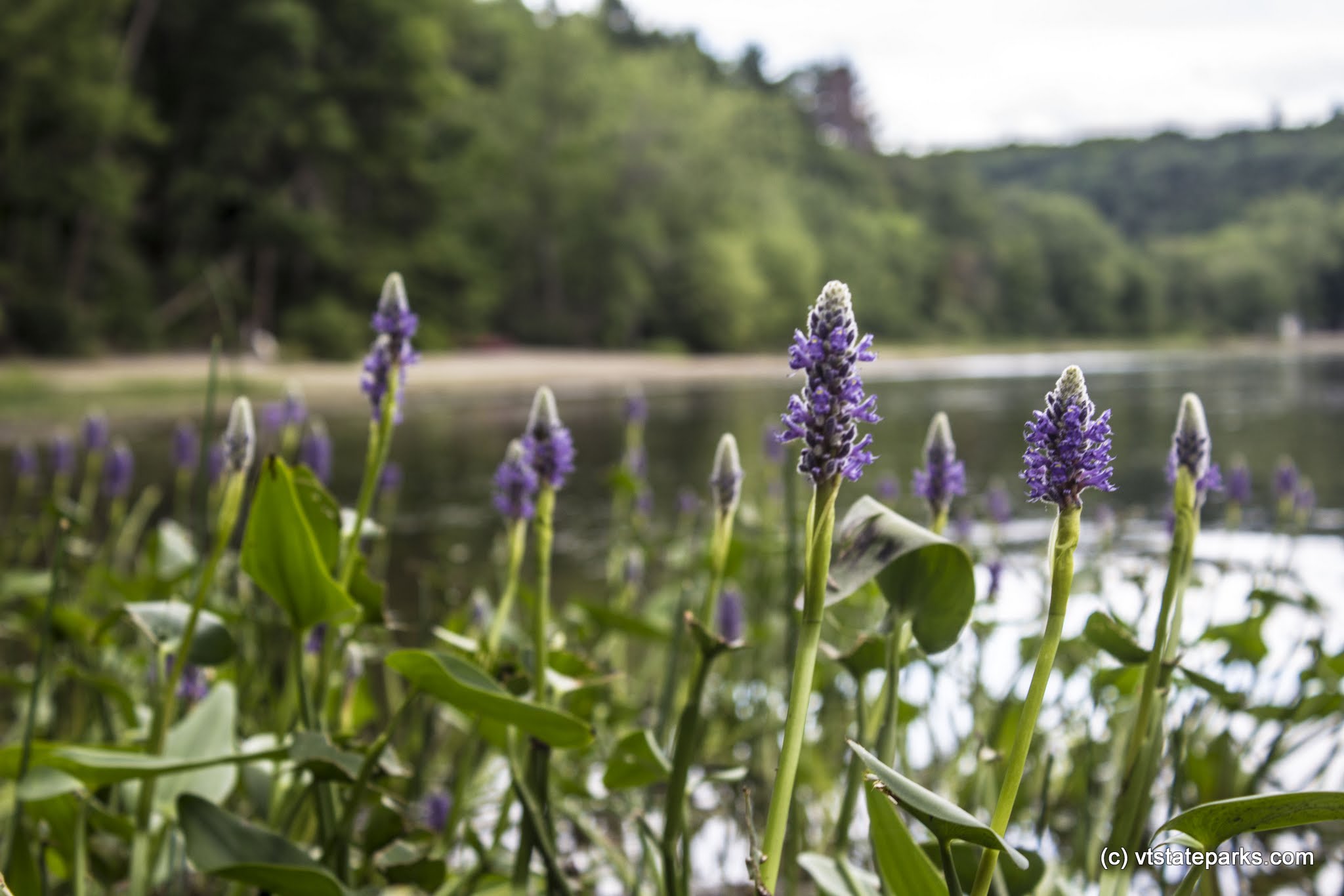 Flowers in the water at Niquette Bay State Park by Kristen Jensen