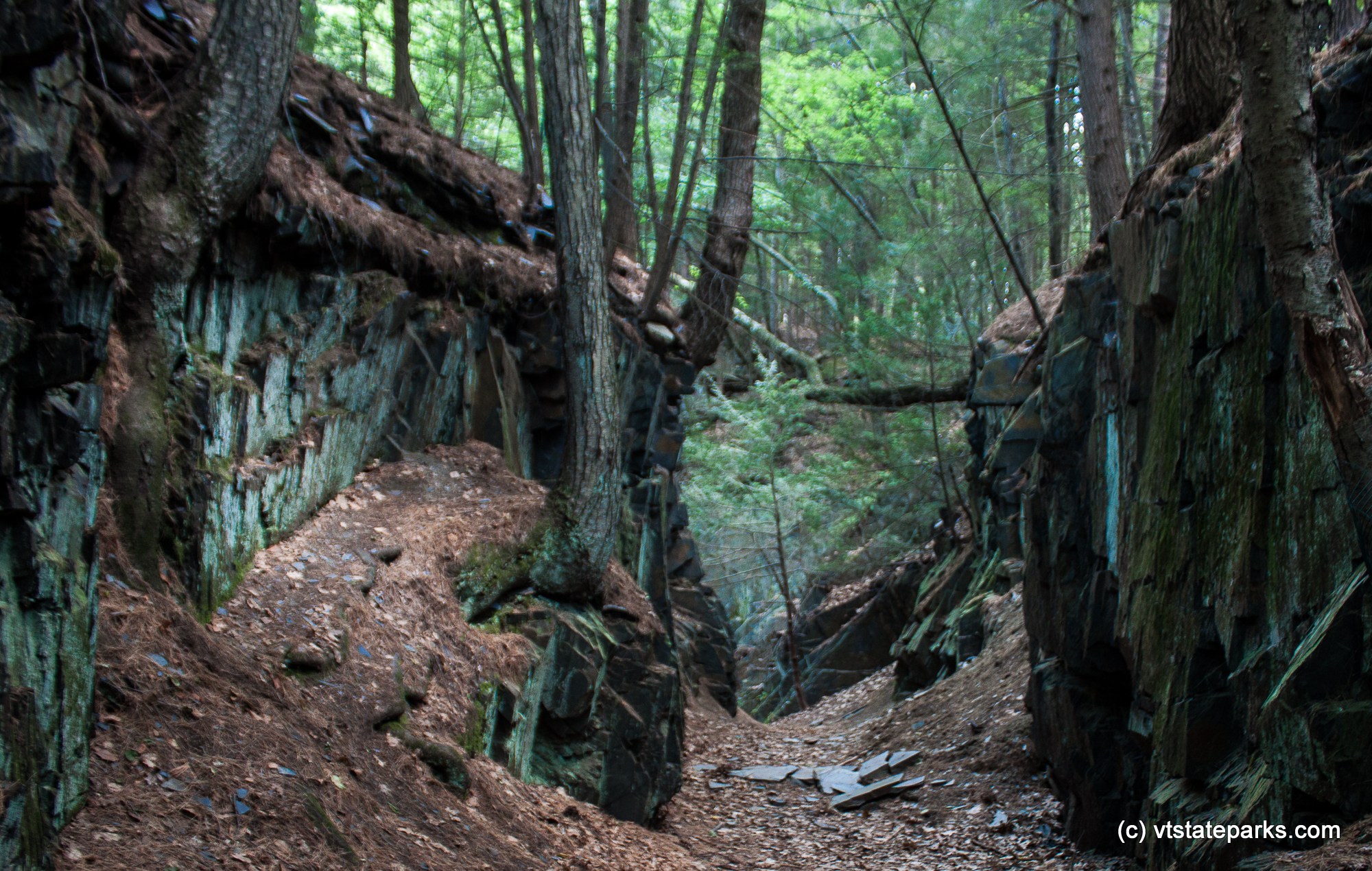 Scene from hiking at Fort Dummer State Park by Tara Schatz