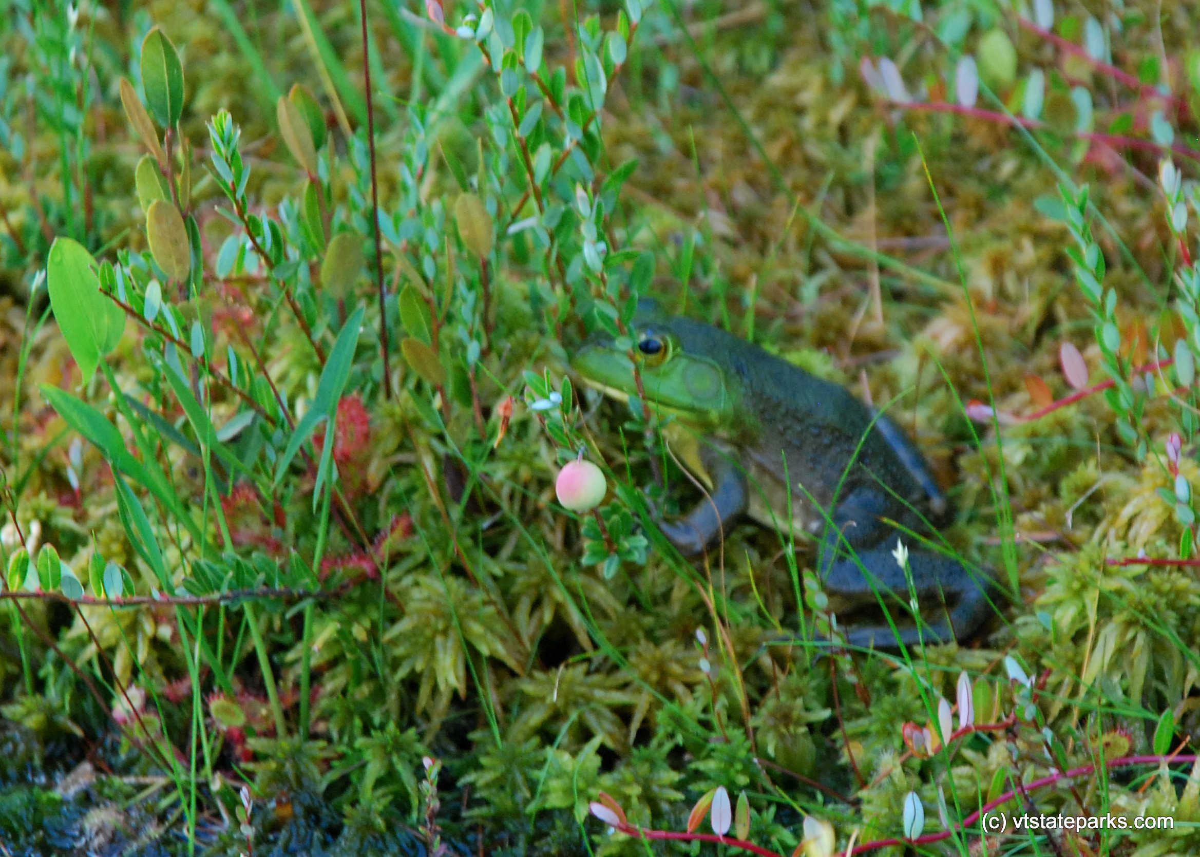 This little guy is hiding at Lowel Lake State Park