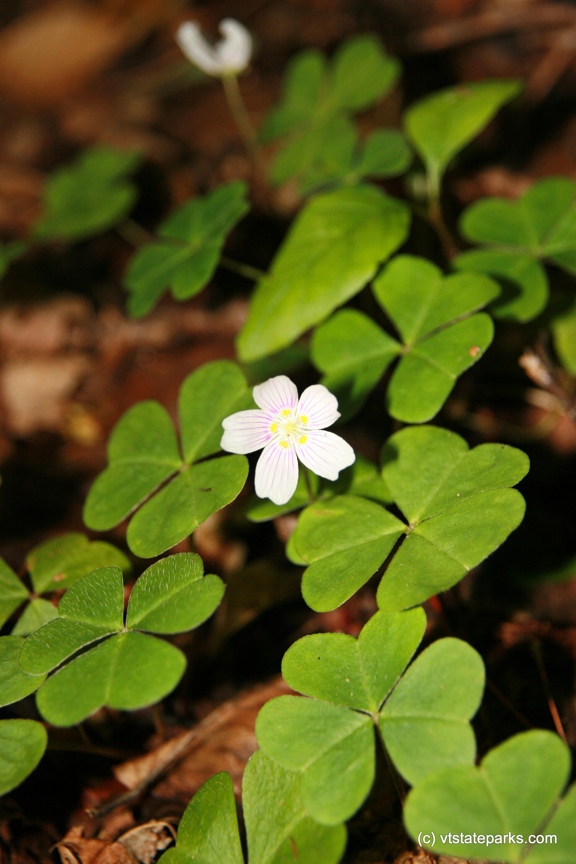Shamrocks at Gifford Woods State Park