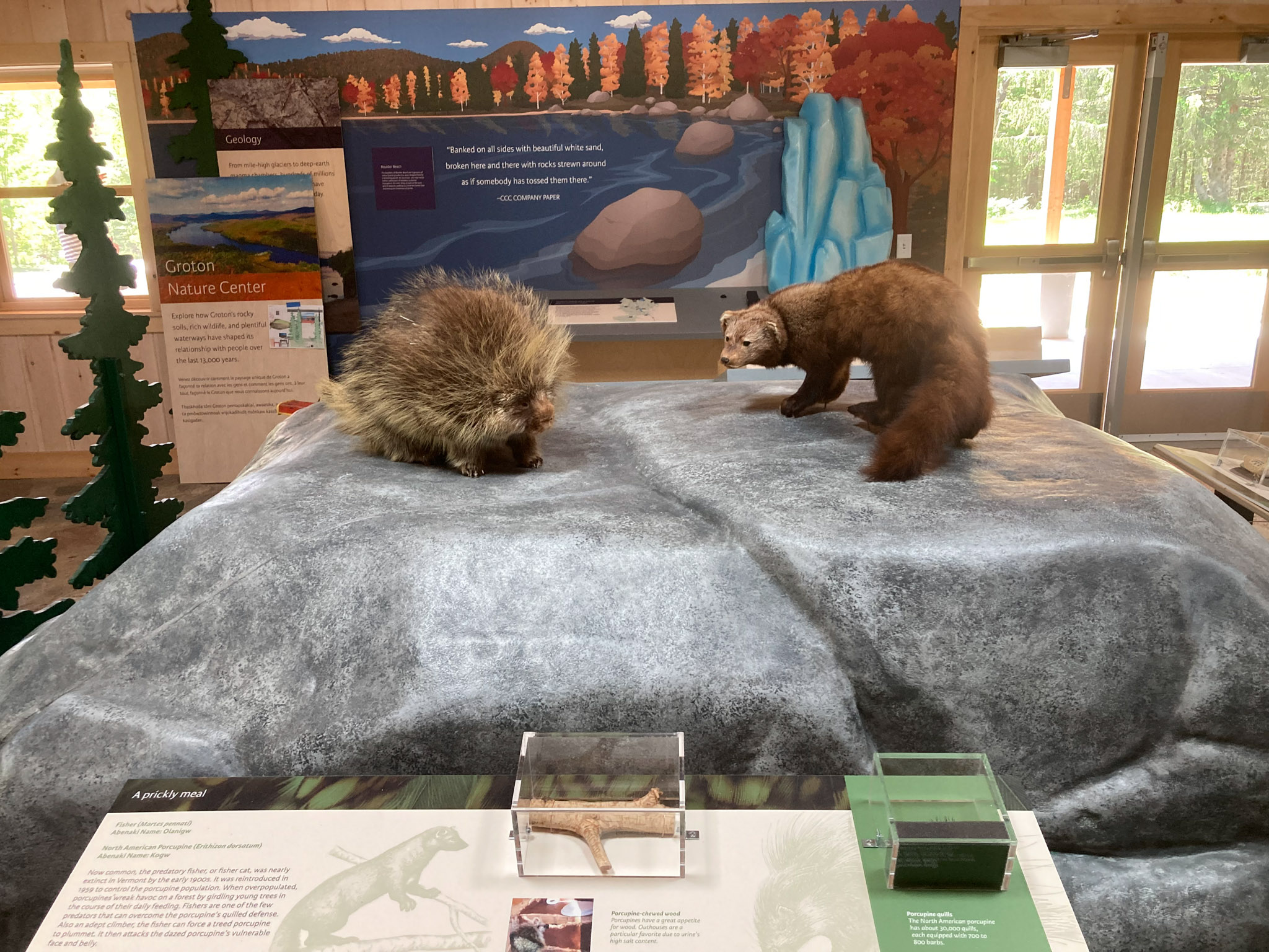 The image shows a detailed exhibit at a nature center featuring two taxidermy animals—a porcupine and a fisher—positioned on a large artificial rock formation. In the foreground, there is an informational panel with text and images, including a small display case containing a porcupine quill labeled "A prickly meal." The background features a mural depicting a scenic landscape with a river, trees in autumn colors, and mountains, enhancing the natural theme of the exhibit. 