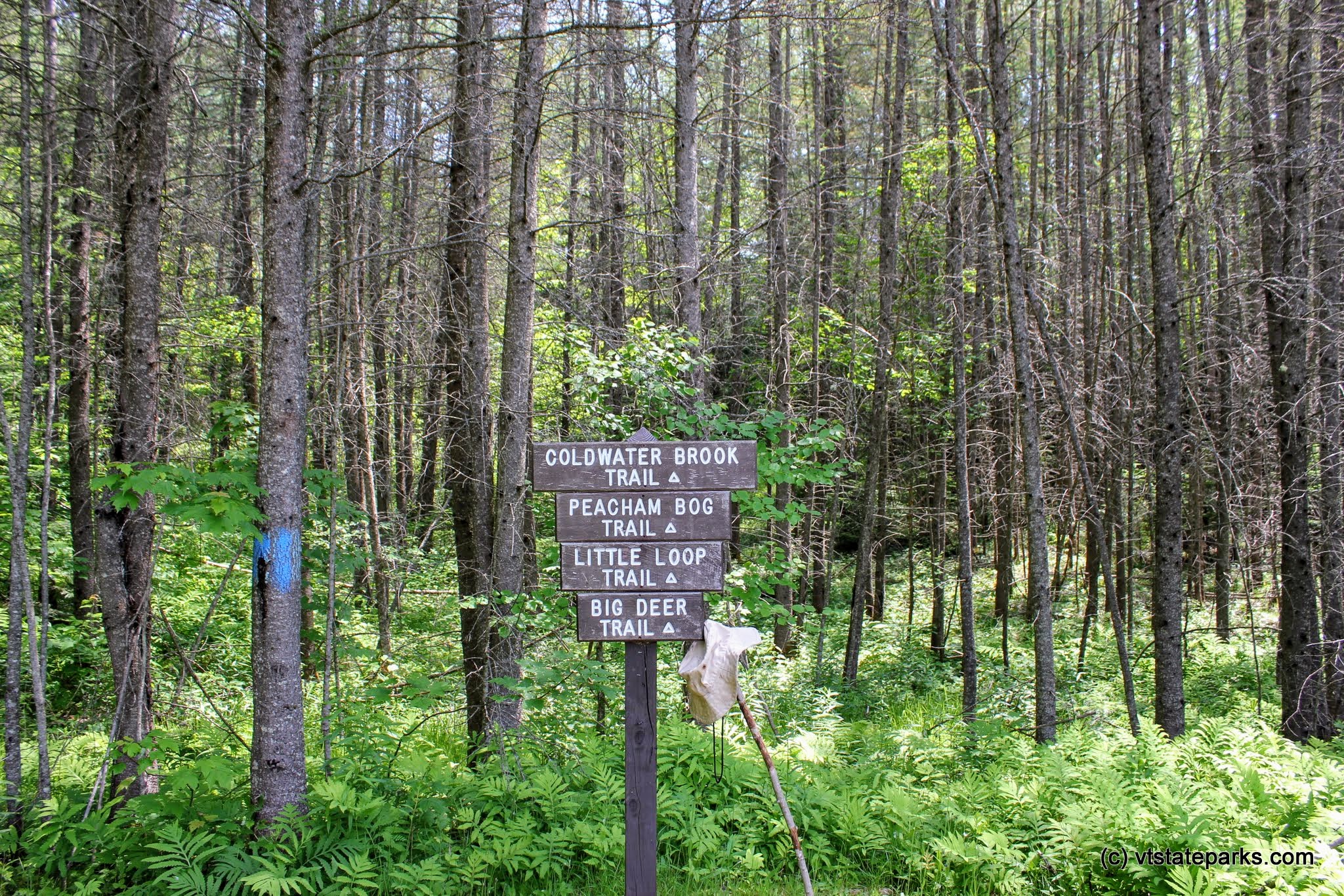 Lots of trail at Stillwater State Park by David Jalbert