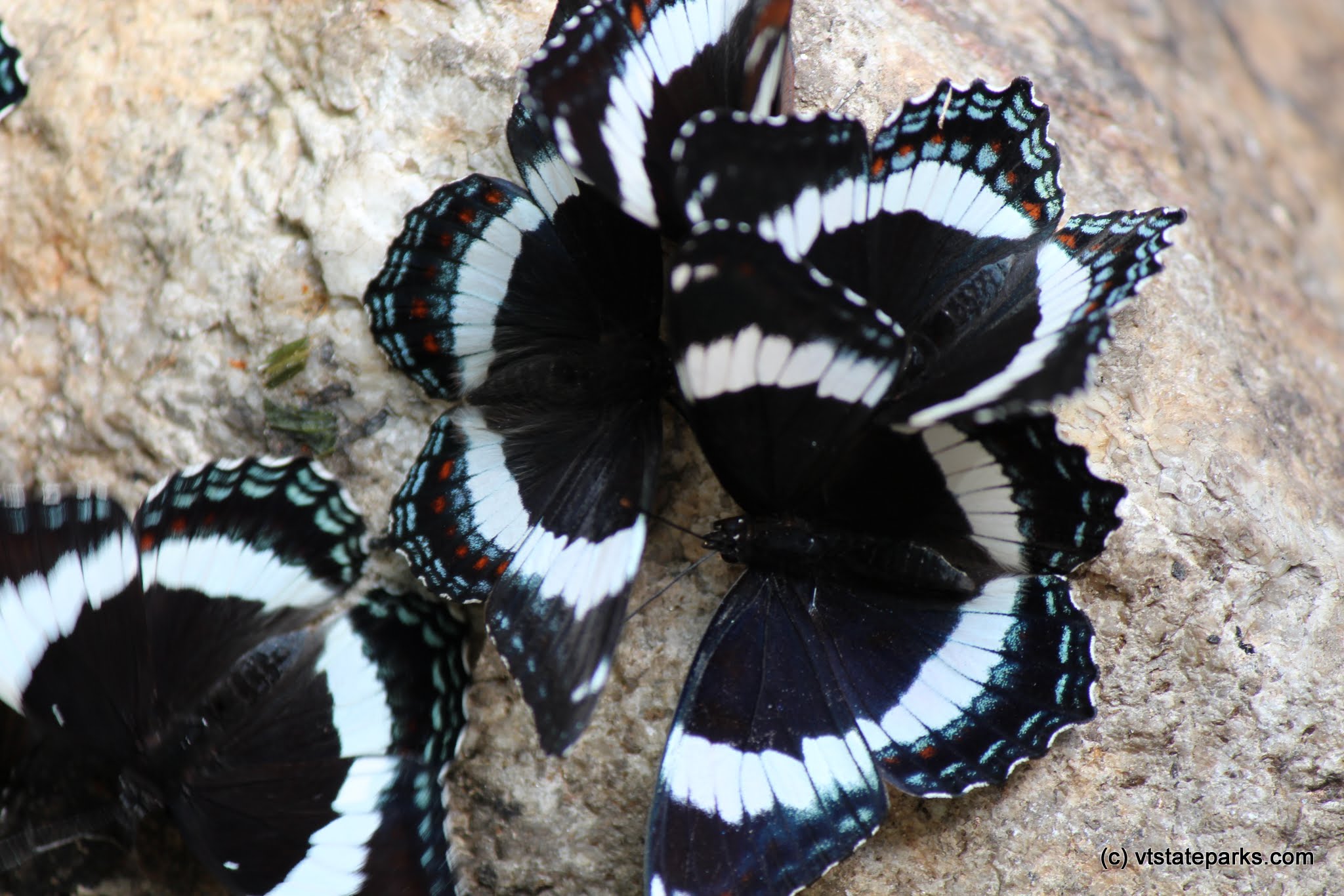 Butterflies at Kettle Pond State Park by David Green
