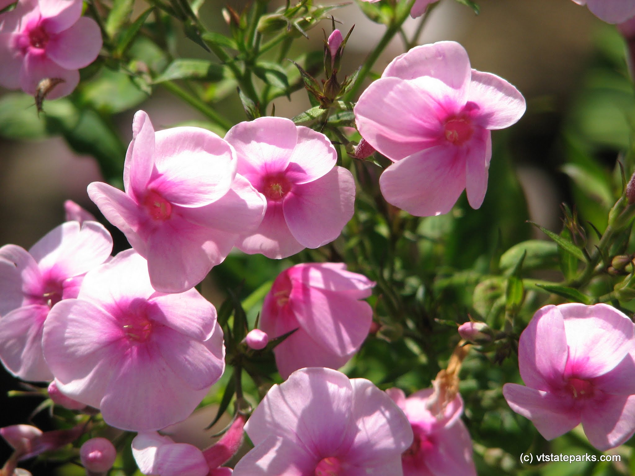 Pretty flowers at Little River State Park