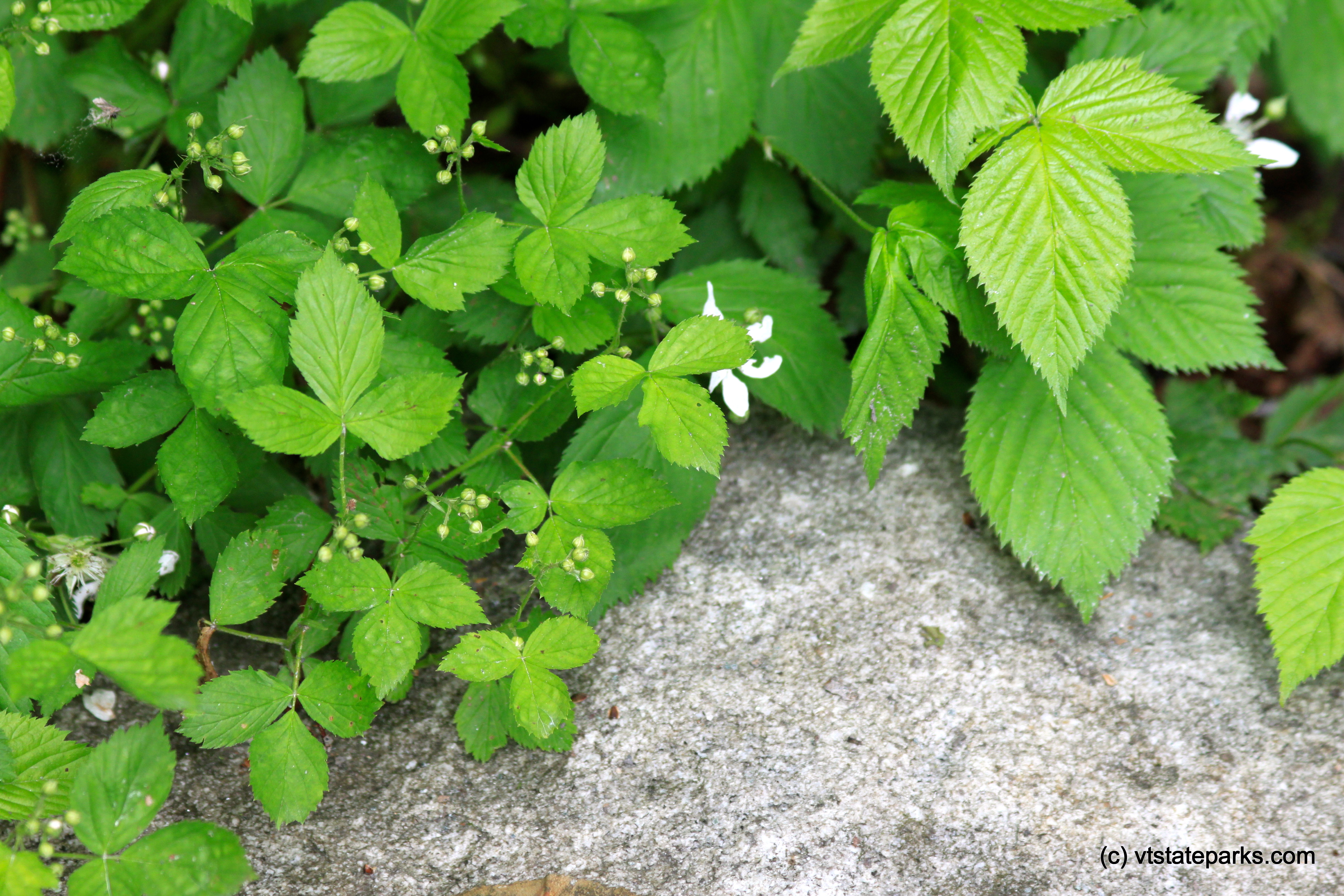 New buds at Kettle Pond State Park by Lene Gary