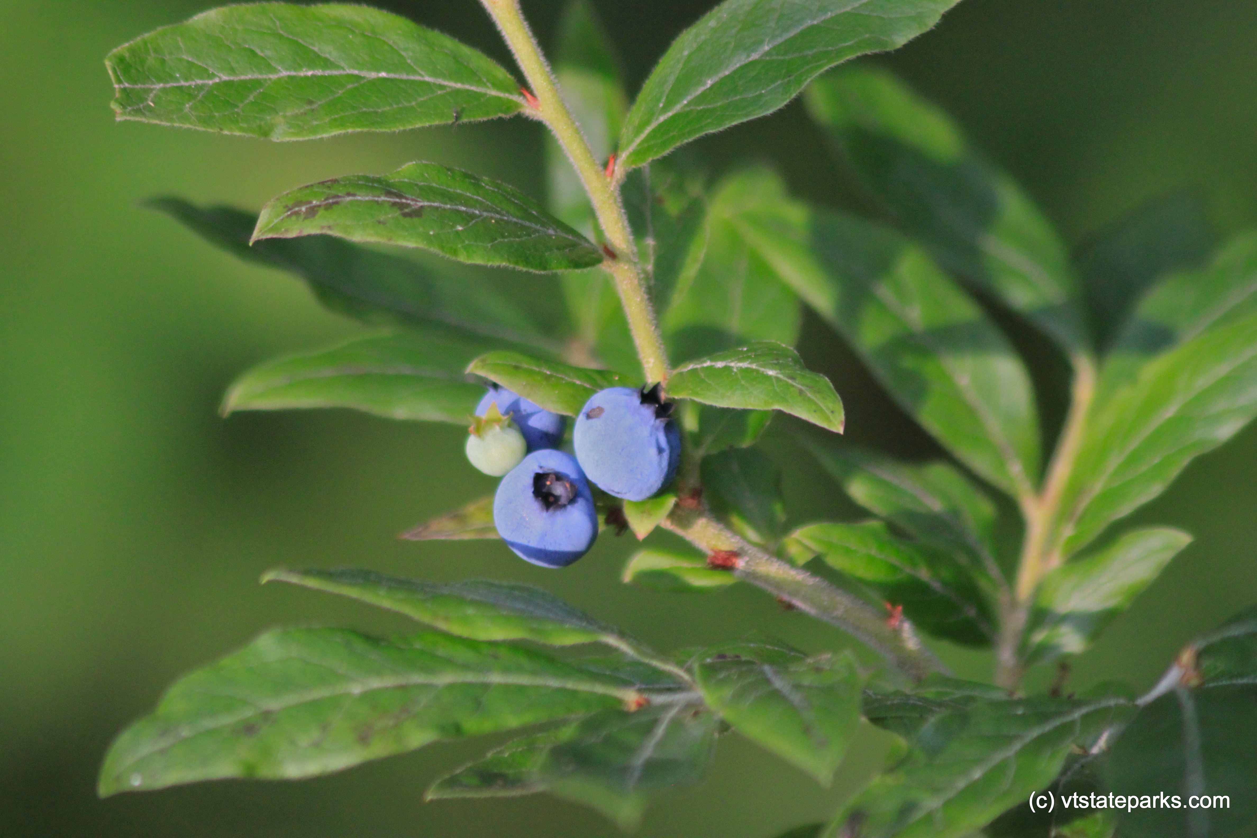 Wild blueberries at Lowell Lake State Park by Lene Gary