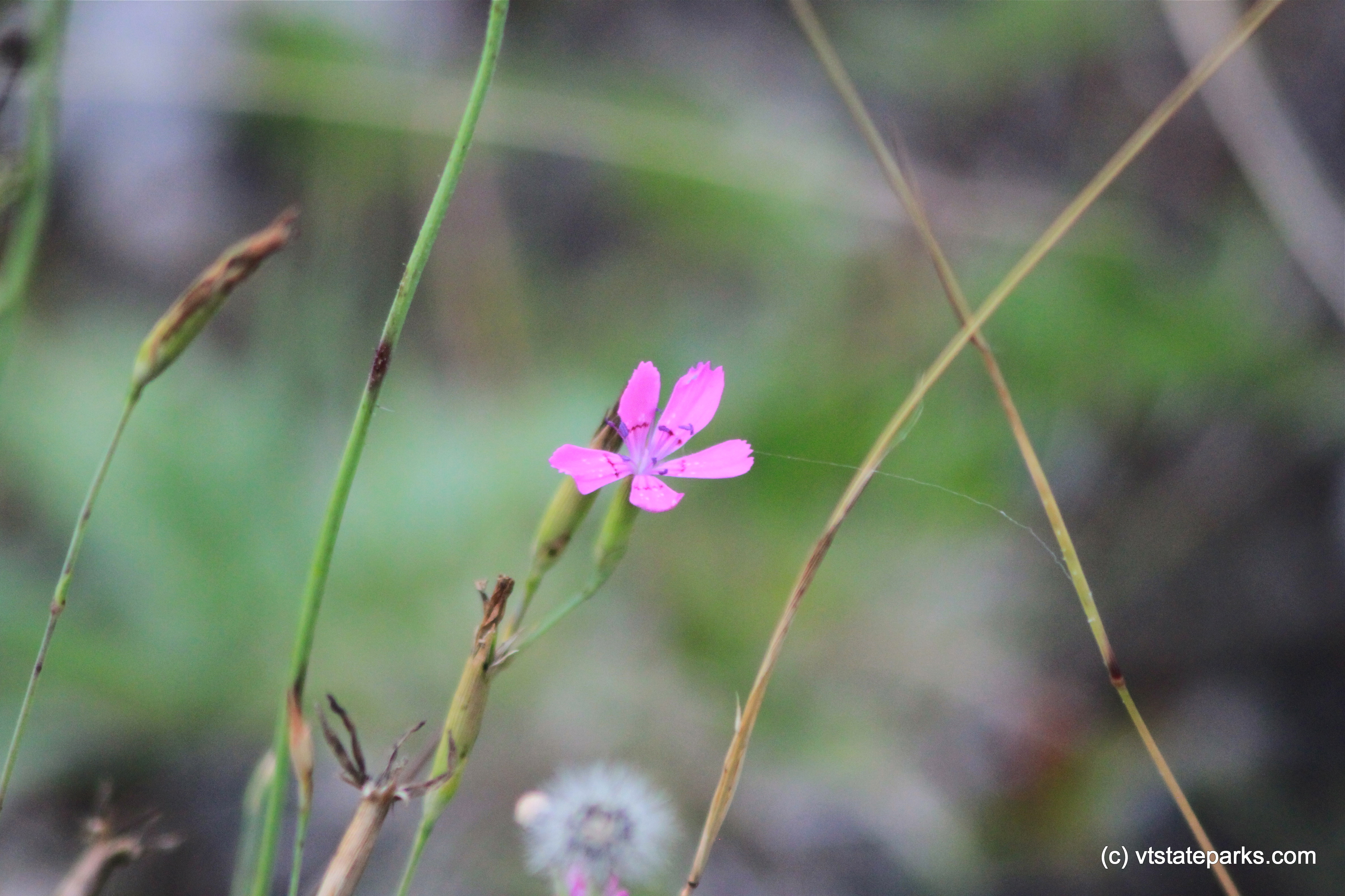 Pinks at Lowell Lake State Park by Lene Gary