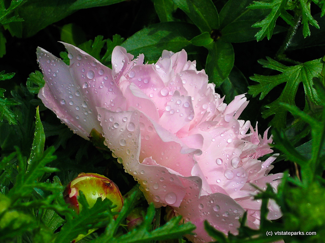 Peony at Gifford Woods State Park by Deb Gay