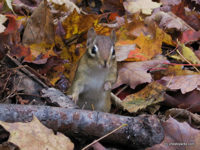 These little folks are around in all State Parks