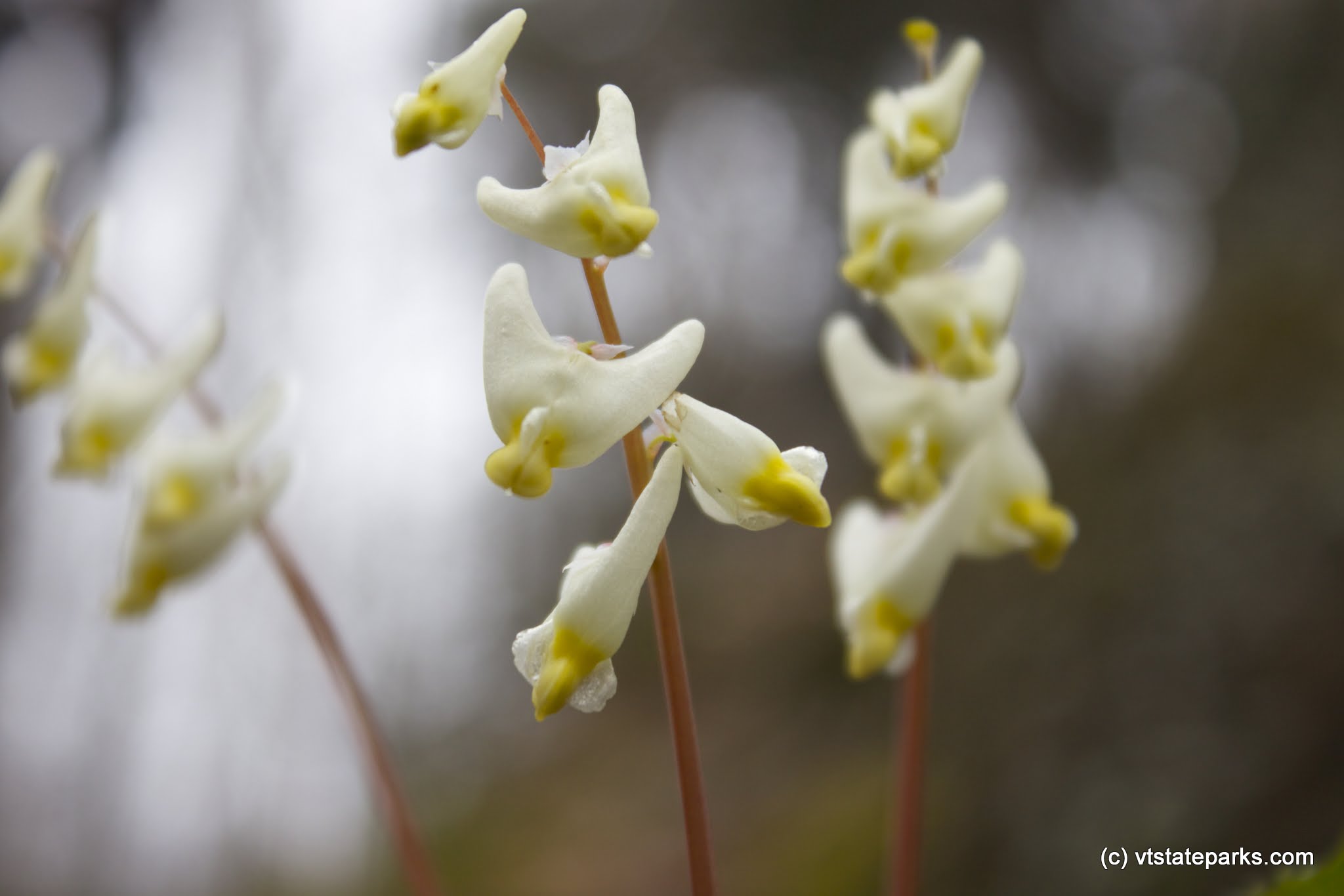Dutchman's breeches flowers at Niquette Bay State Park by Thomas Moran