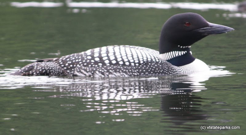 A loon on the water at Brighton State Park