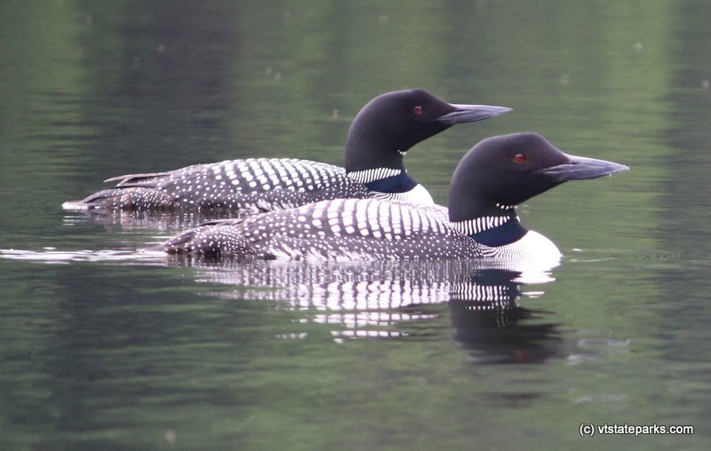 Close-up of two loons at Brighton State Park