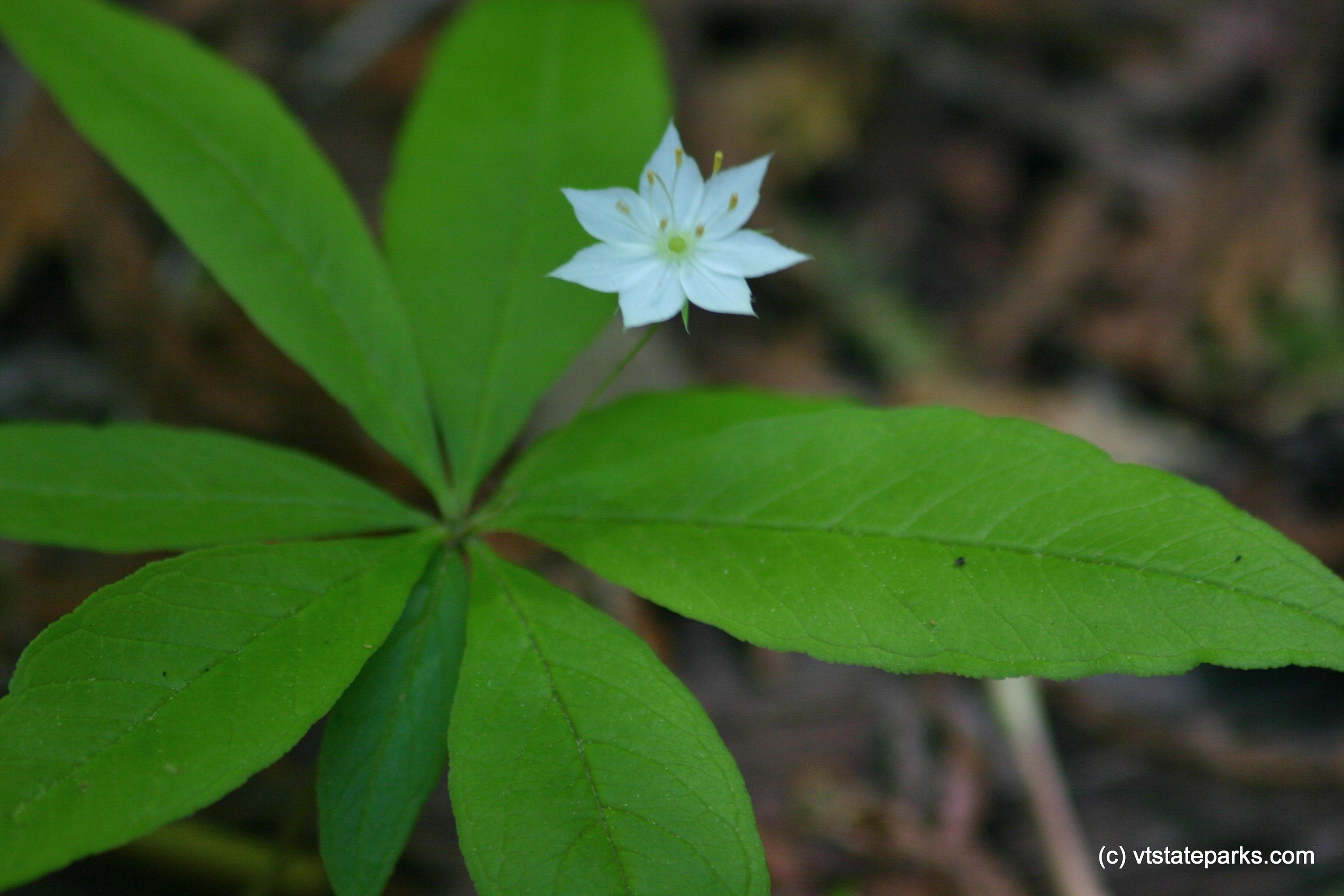Flower at Mt. Philo State Park by Lene Gary