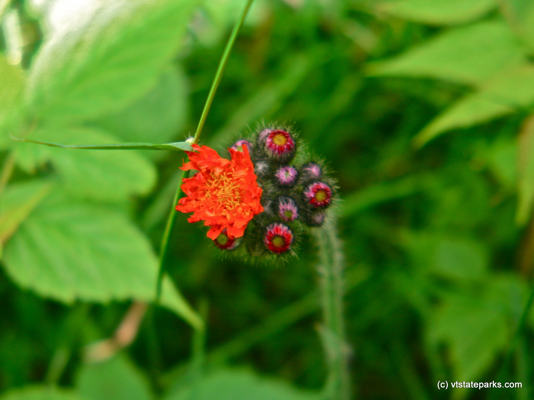 Hawkweed at New Discovery State Park by Eric Montgomery