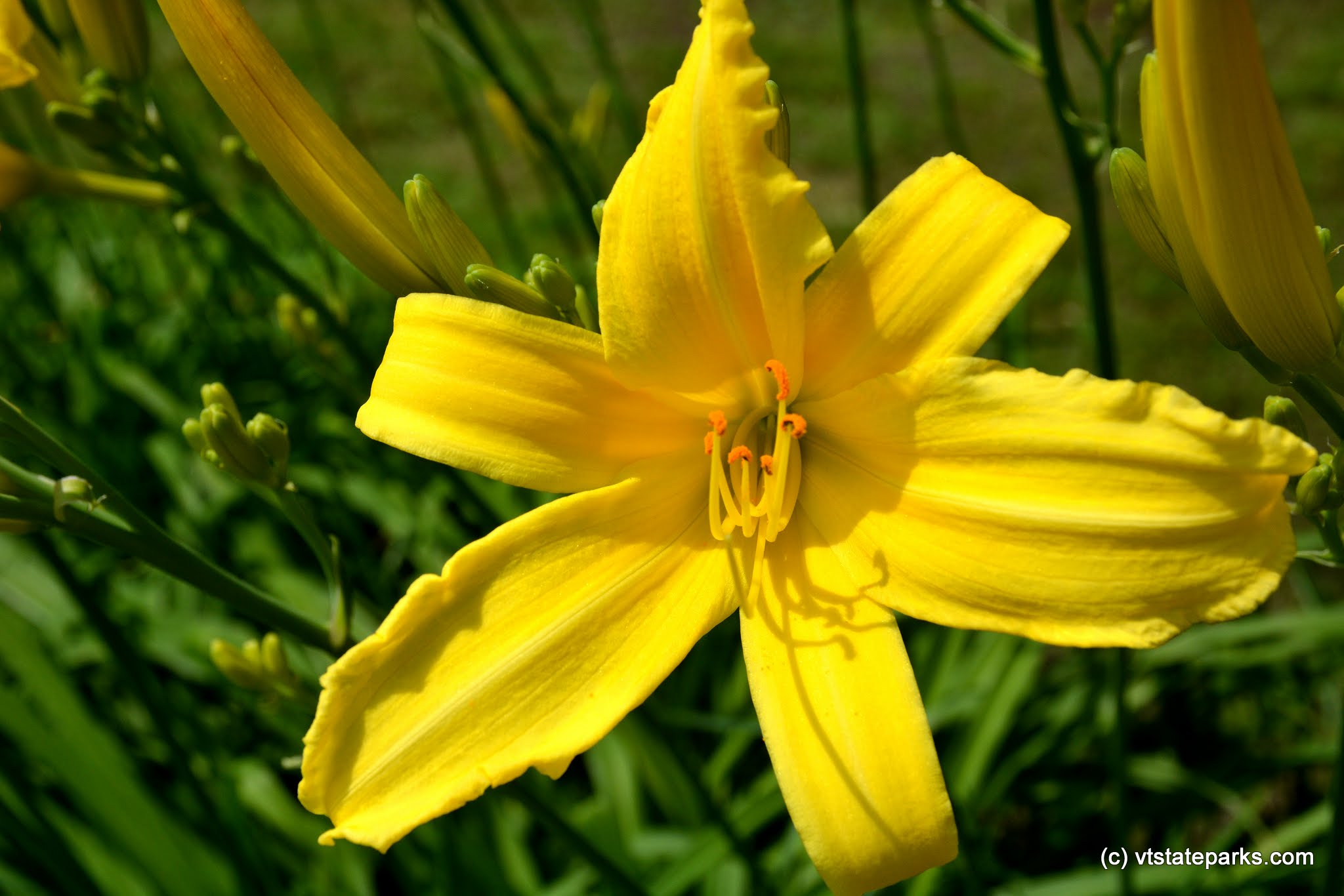 Flower of yellow color at Sand Bar State Park by Julia Maille