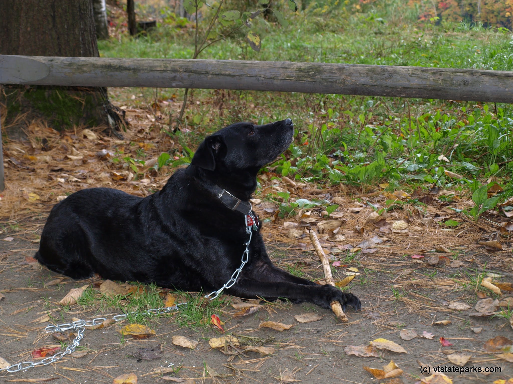 A playful dog at Little River State Park
