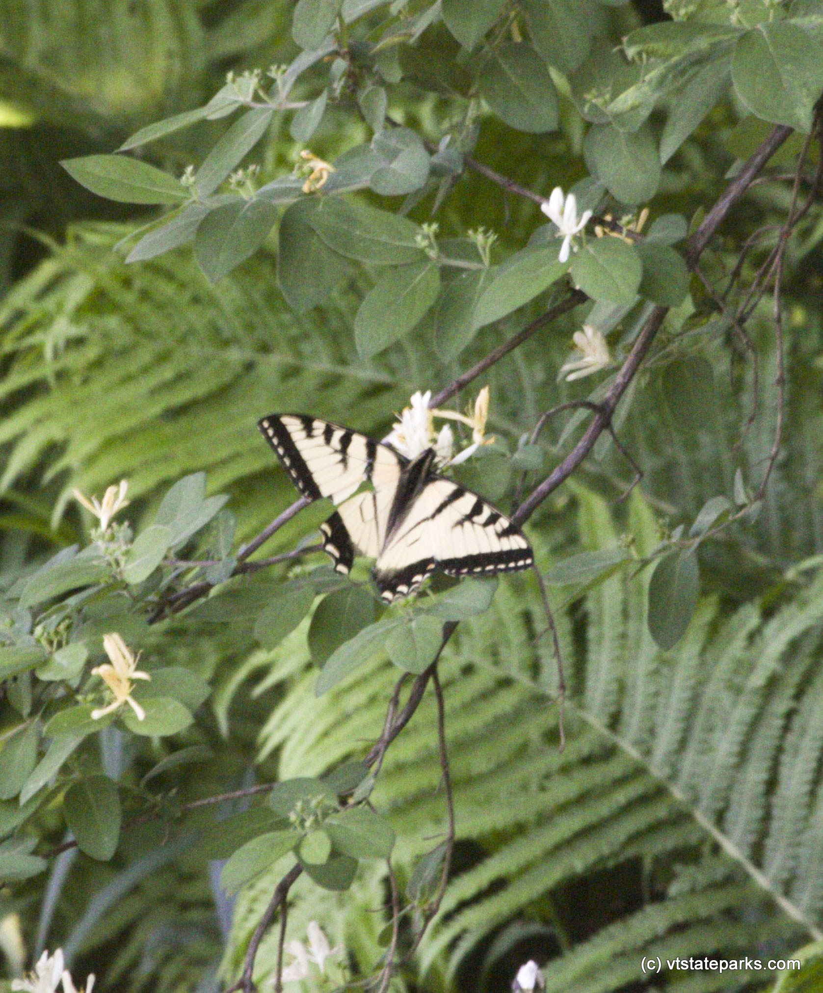 Butterflys at Little River State Park