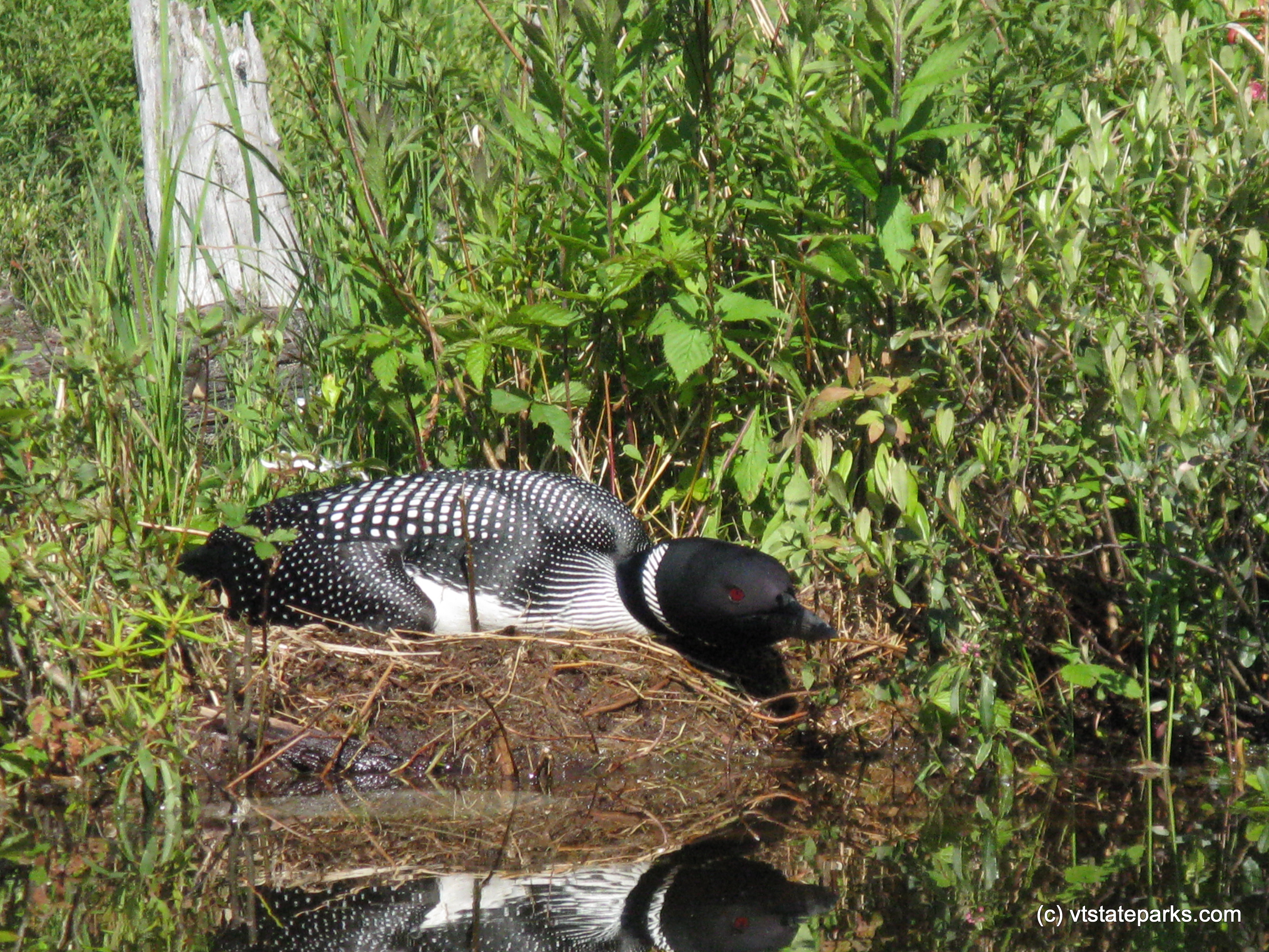 Loon rests at Osmore Pond at New Discovery State Park by Debbie Thomas