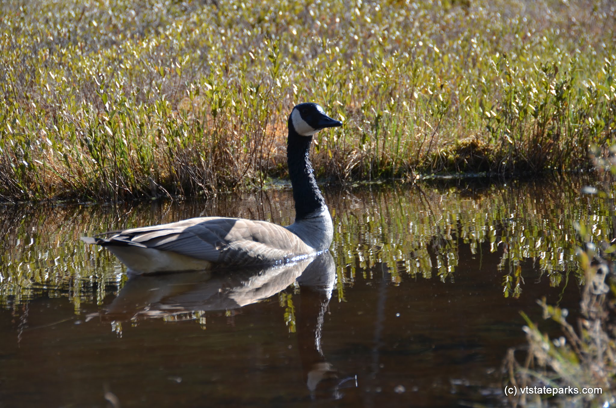 Goose visits Lowell Lake State Park by Linda Carlsen-Sperry