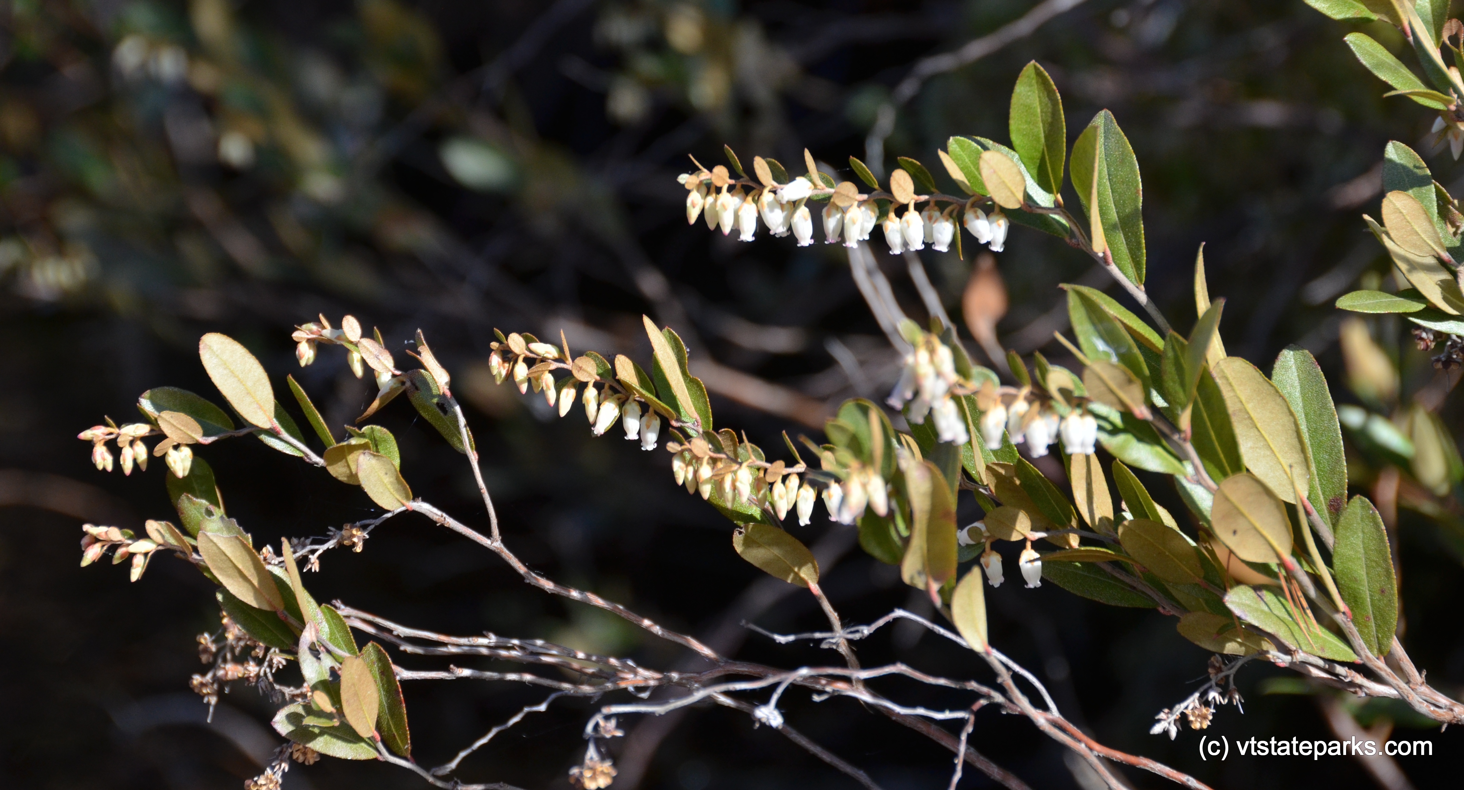 Wild blueberry flowers at Lowell Lake State Park by Linda Carlsen-Sperry