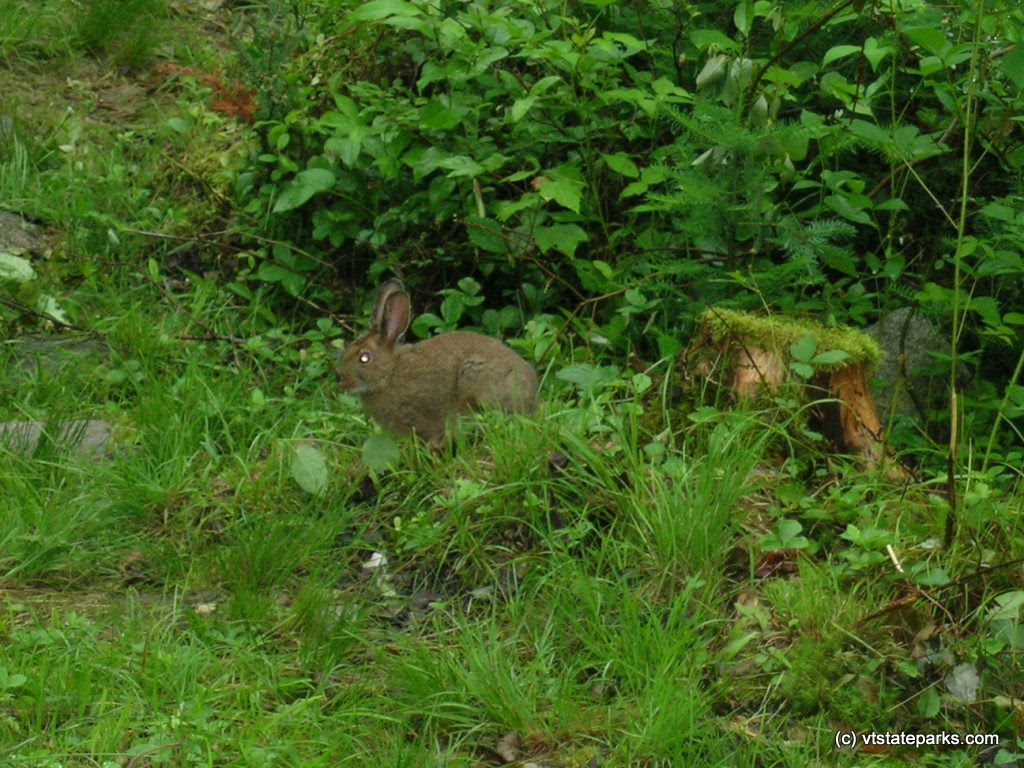 You might see this furry little bunny at Boulder Beach State Park
