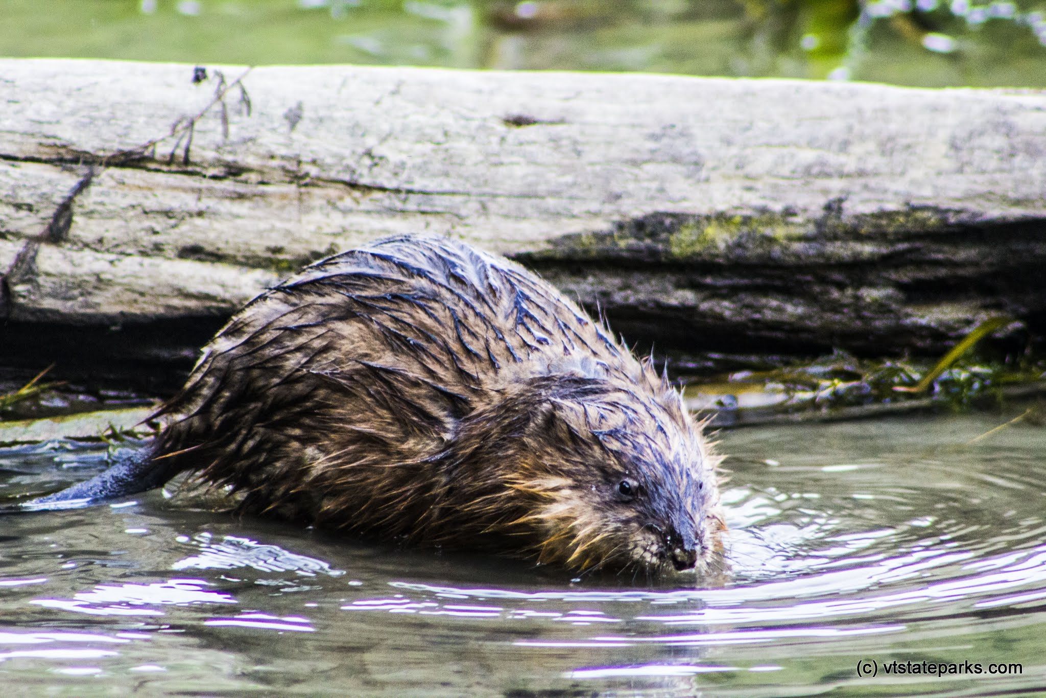 A wet muskrat swimming at Niquette Bay State Park by Kristen Jensen