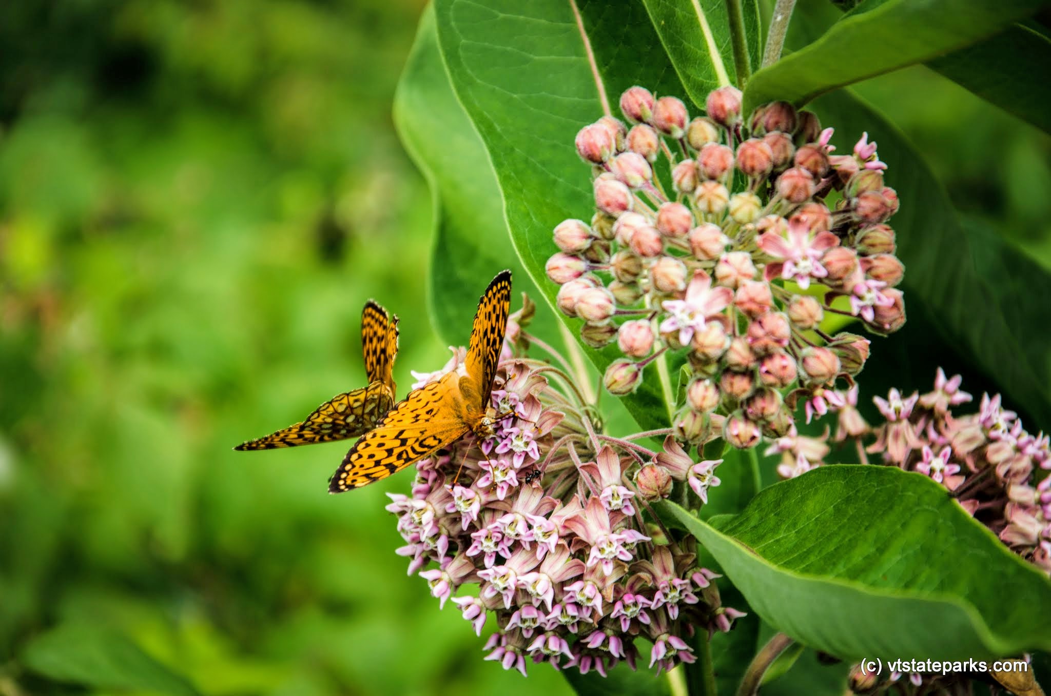 Butterflies at New Discovery State Park by Kristy Willey