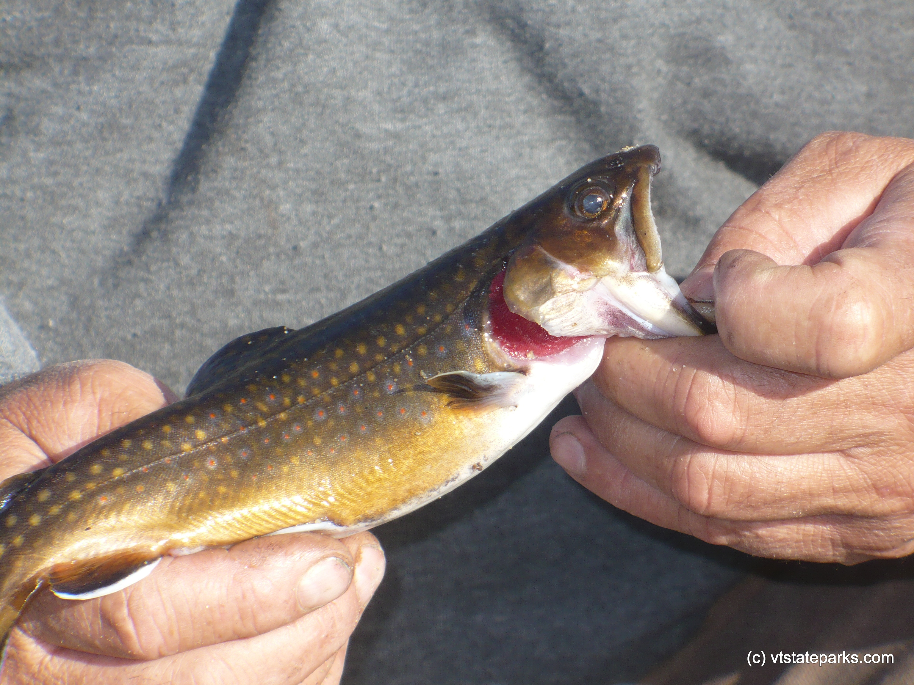 First trout fish caught at Woodford State Park by Julie Nichols