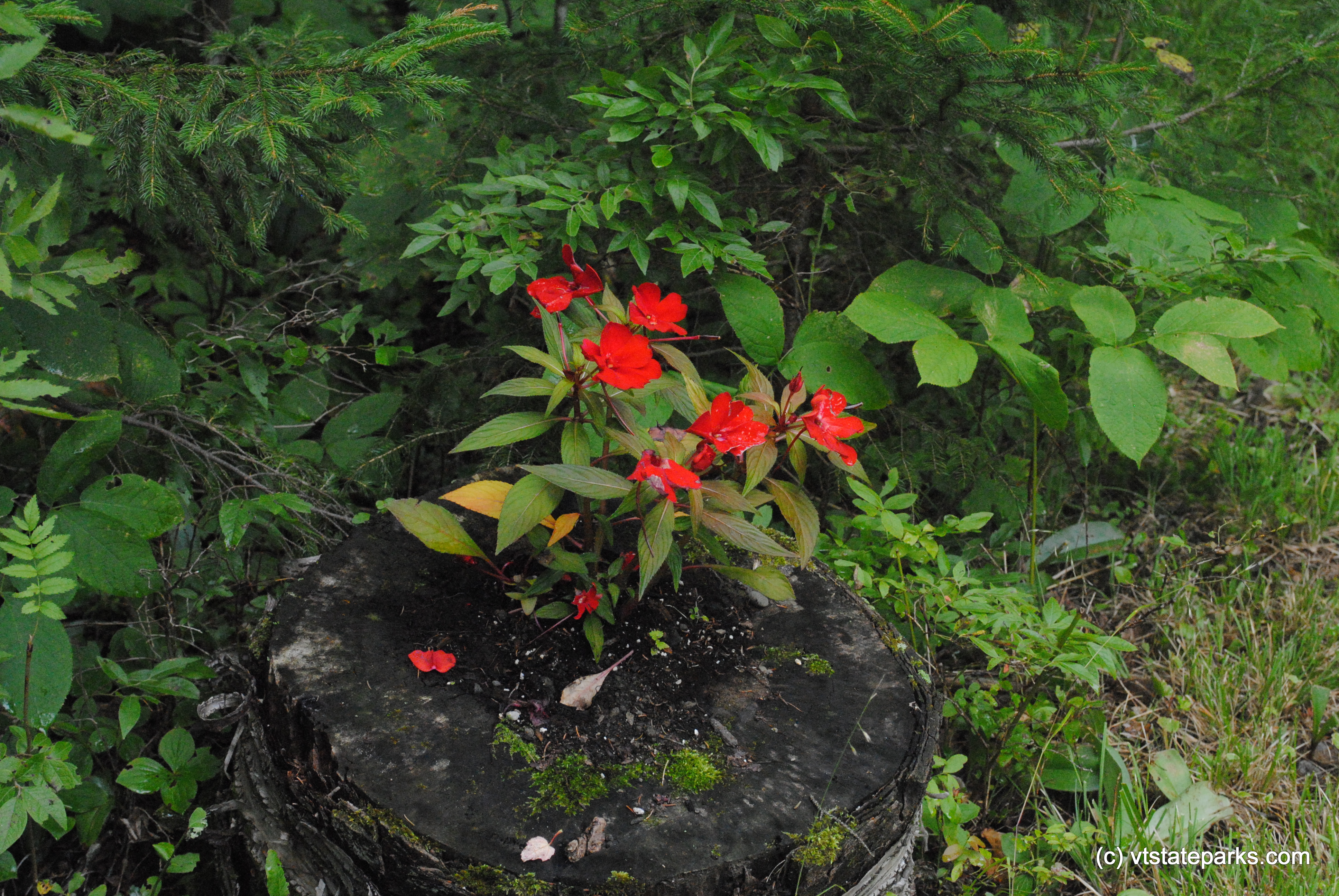 Pretty flower pot at Owl's Head by Nicole Olmstead
