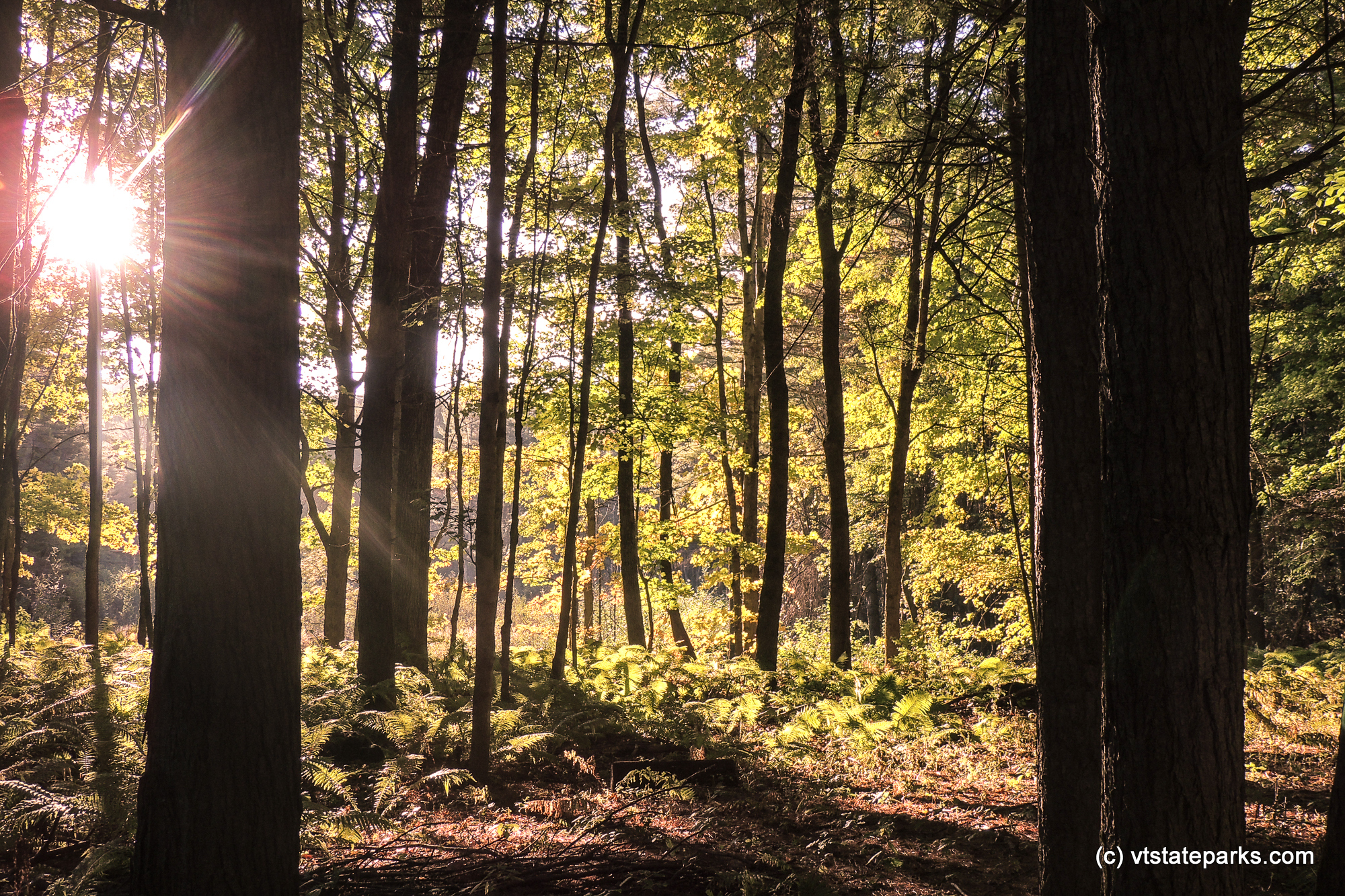 Sunrays shining through the huge trees at Quechee State Park by Tara Schatz