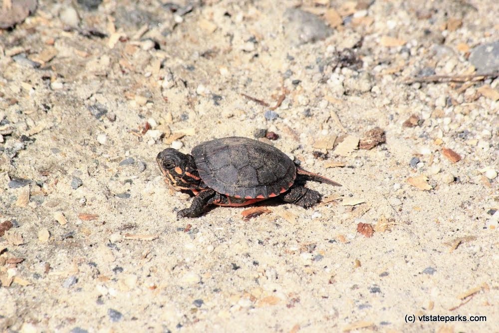 Baby painted turtle at Ricker Pond State Park by Dave Jalbert